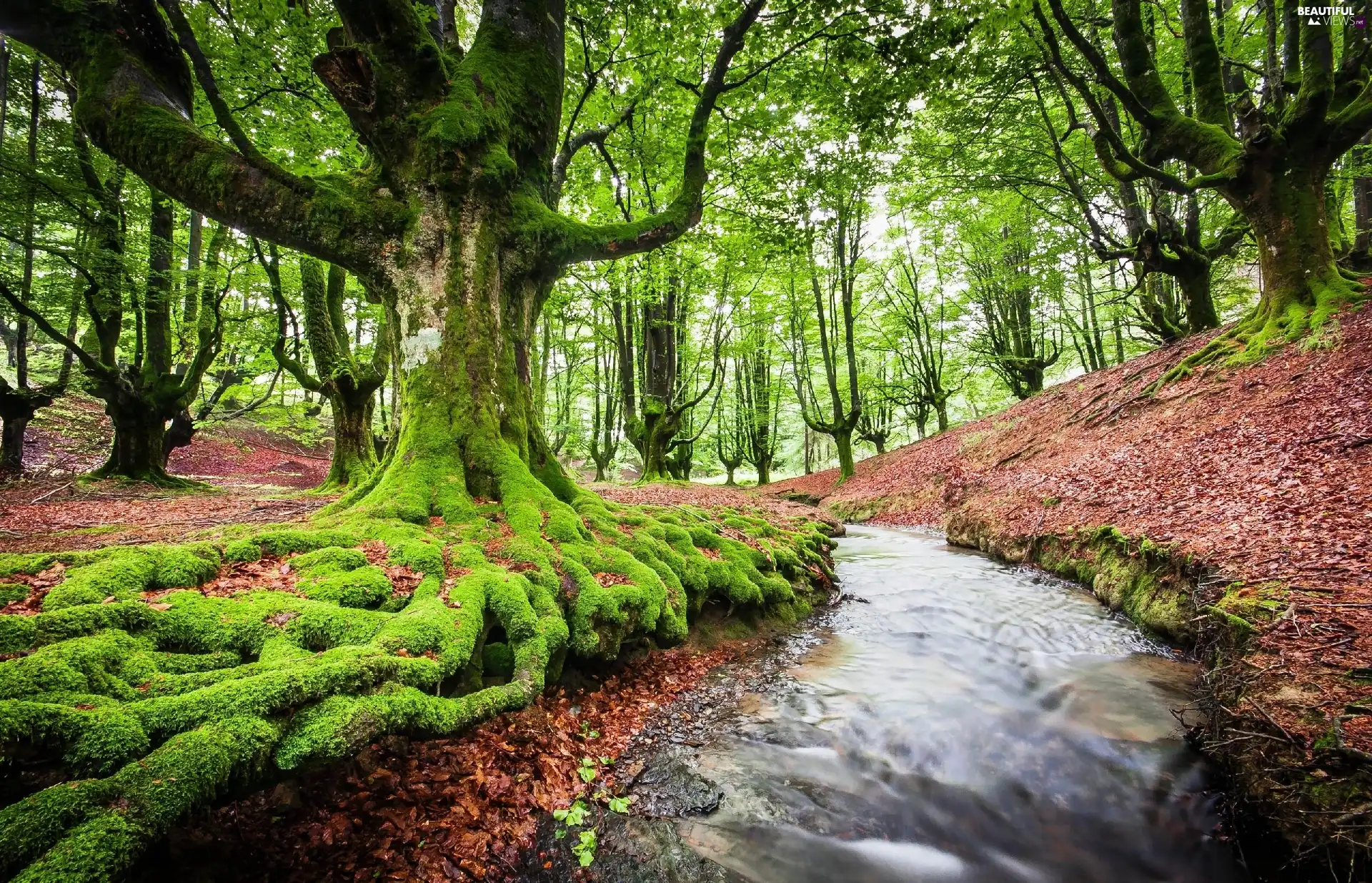 River, forest