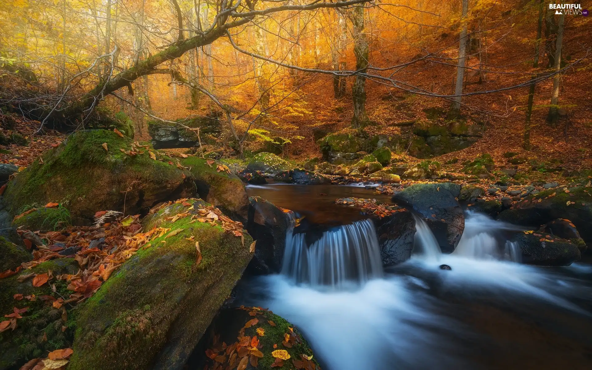 forest, autumn, trees, viewes, fallen, Leaf, River, Stones, stream