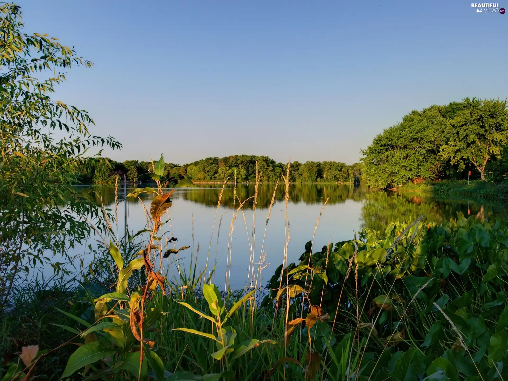 forest, lake, rushes