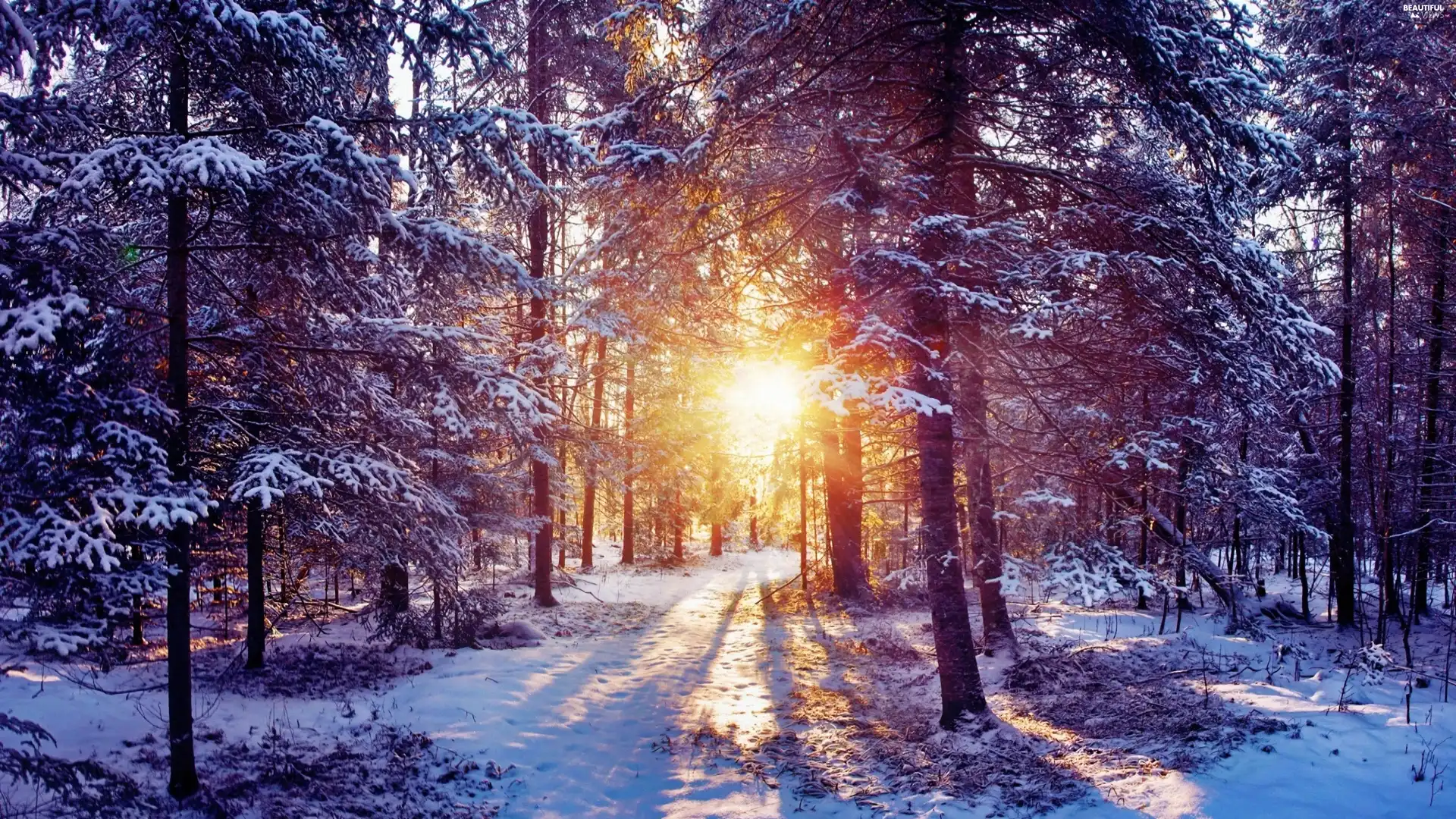 light breaking through sky, winter, forest