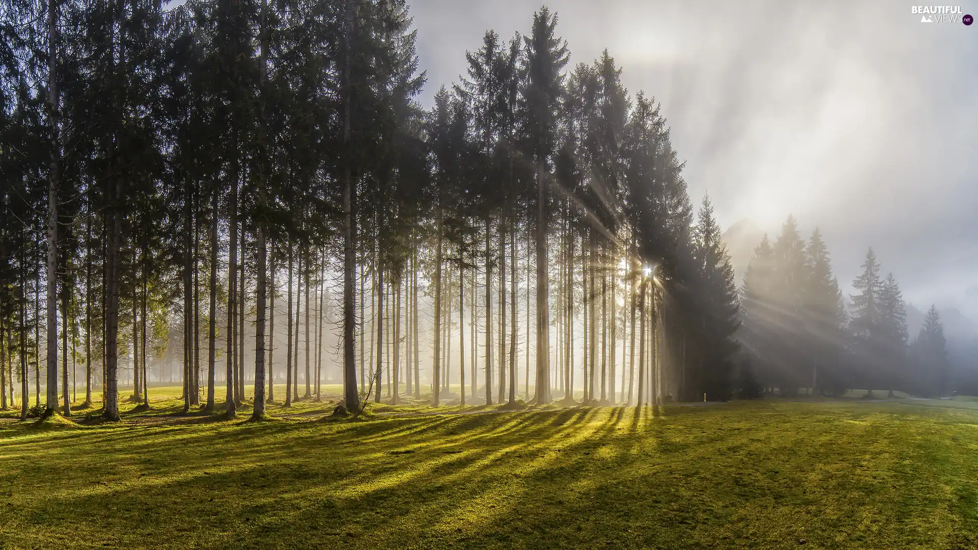 rays, sun, Fog, sun, ligh, morning, luminosity, forest, light breaking through sky, flash, viewes, trees