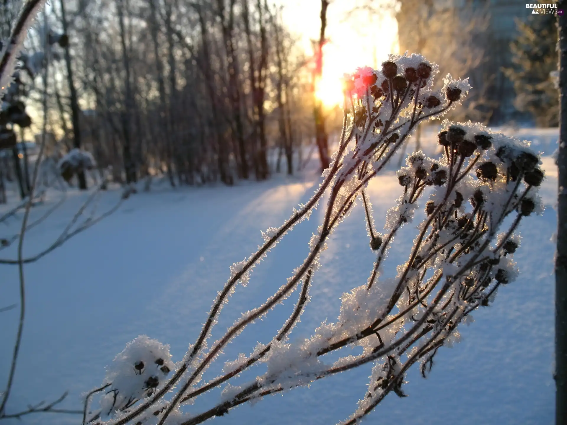 stems, frozen, forest, snow, Fruits, plant