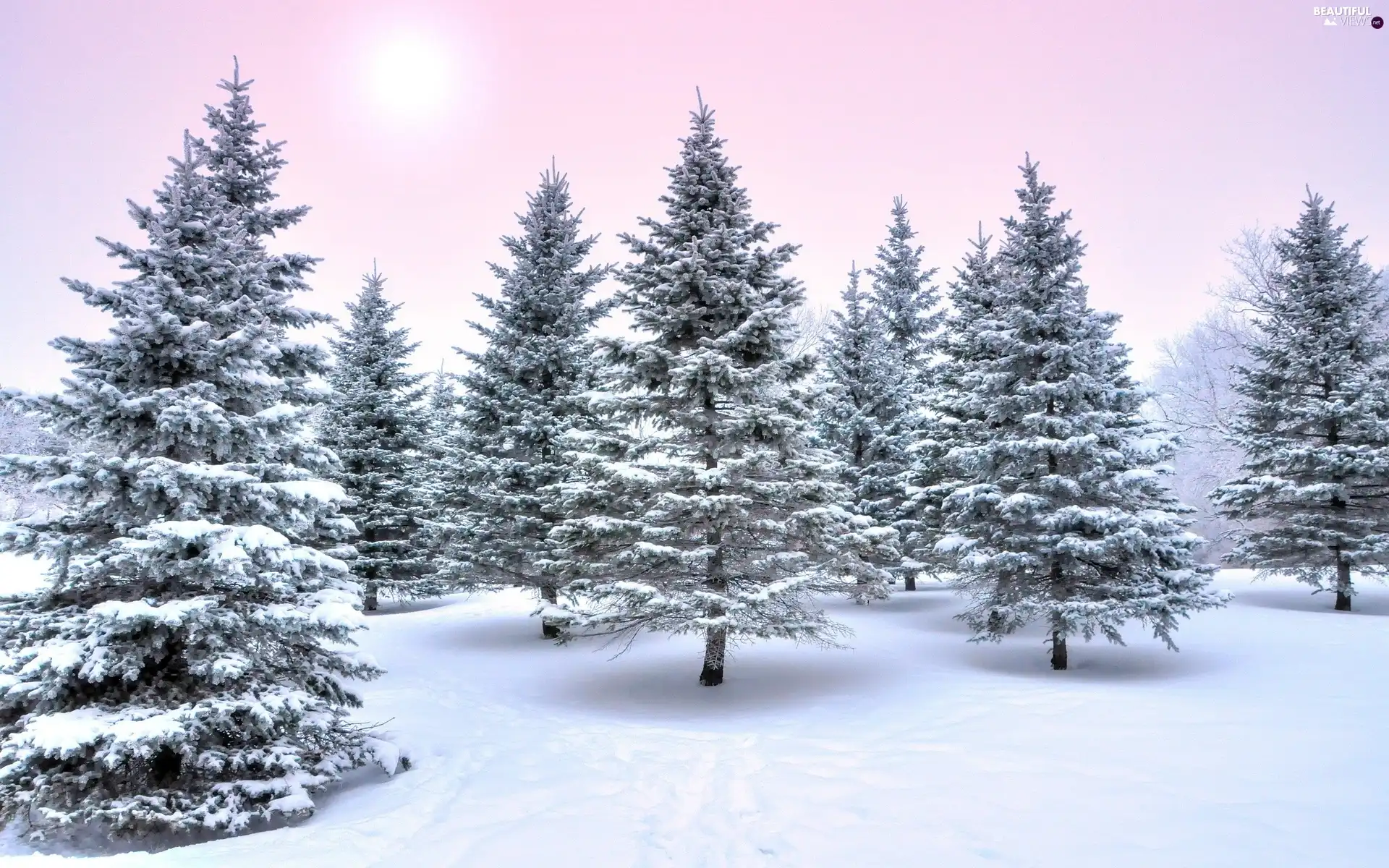 forest, winter, snow