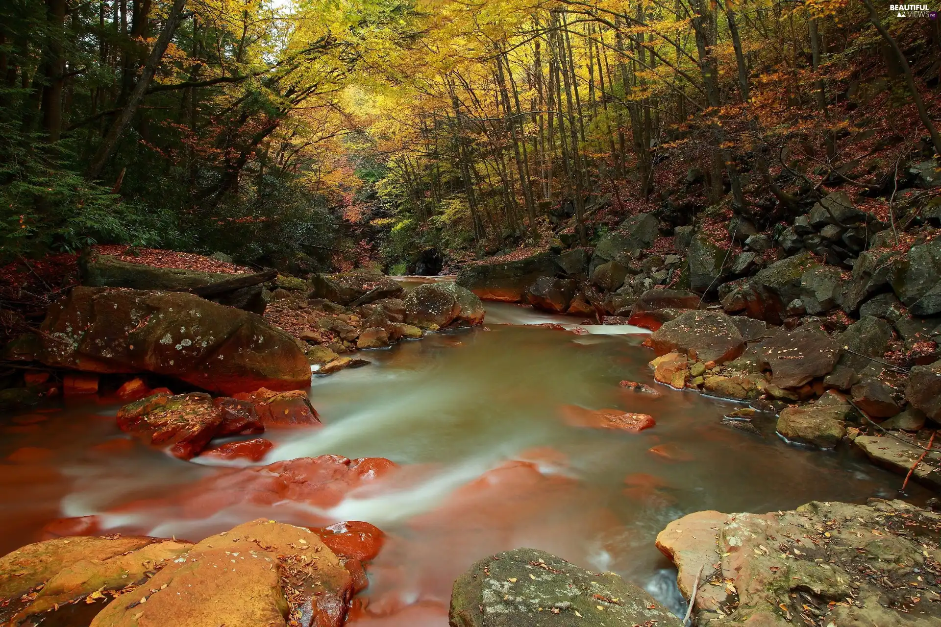 forest, River, Stones