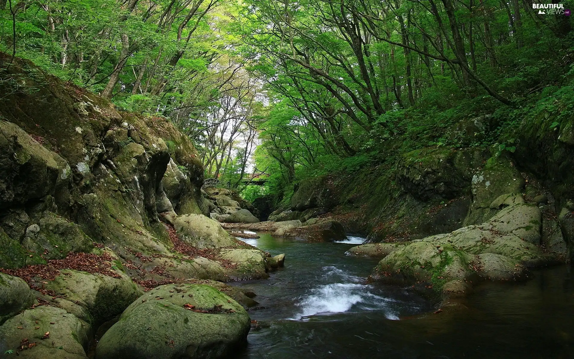 forest, River, Stones