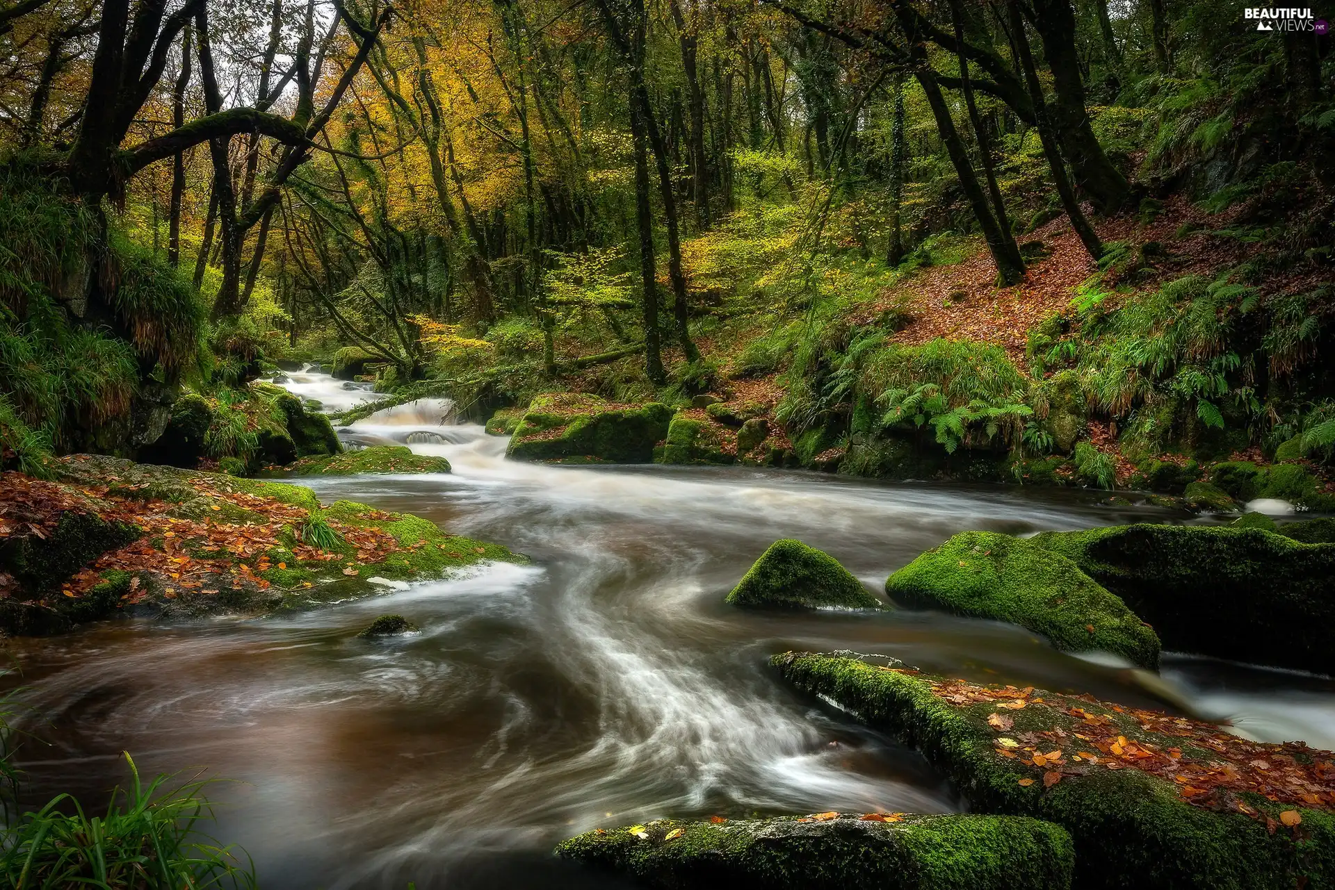 River, viewes, Stones, forest, trees, mossy, Leaf