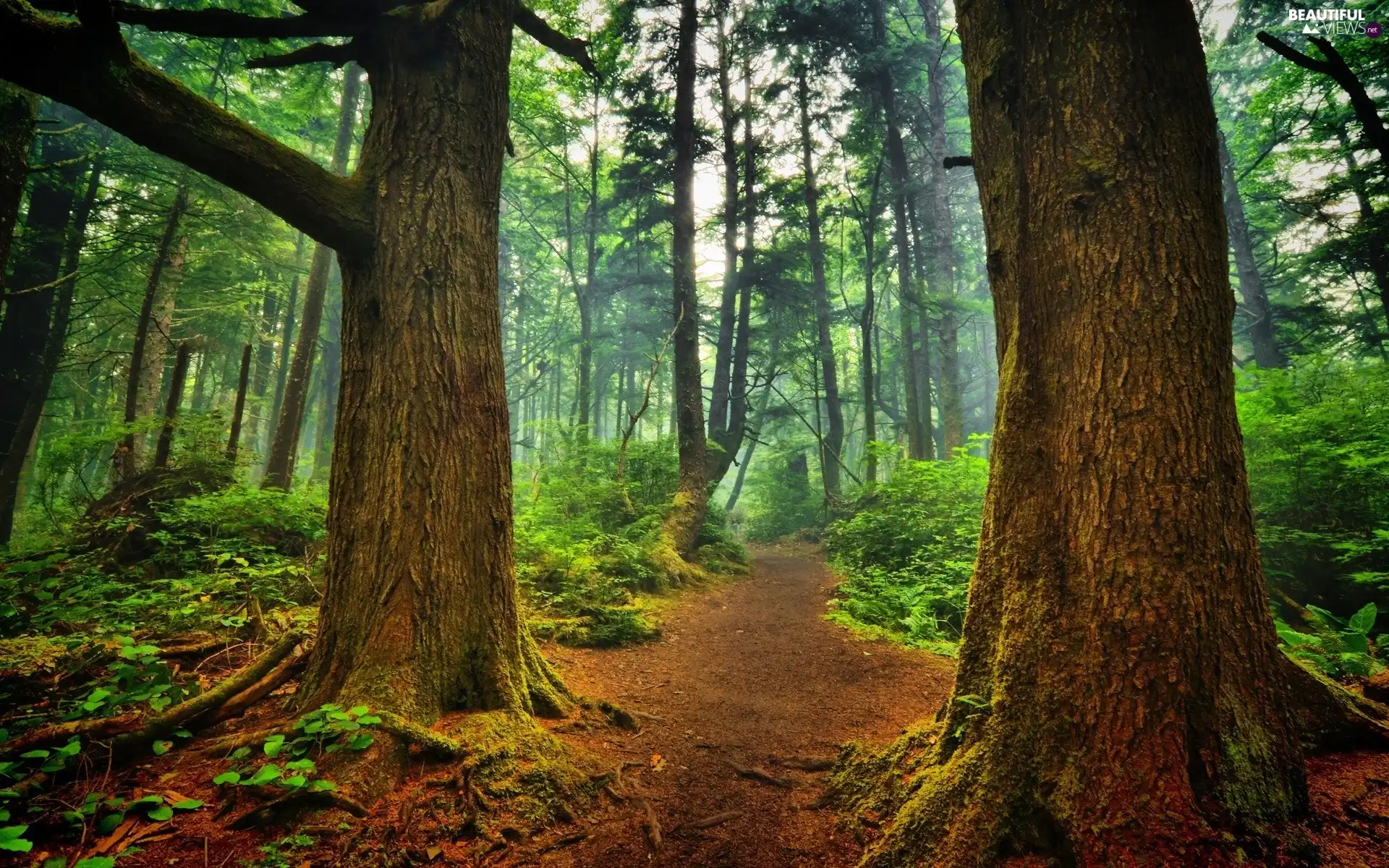 trees, Path, forest, viewes