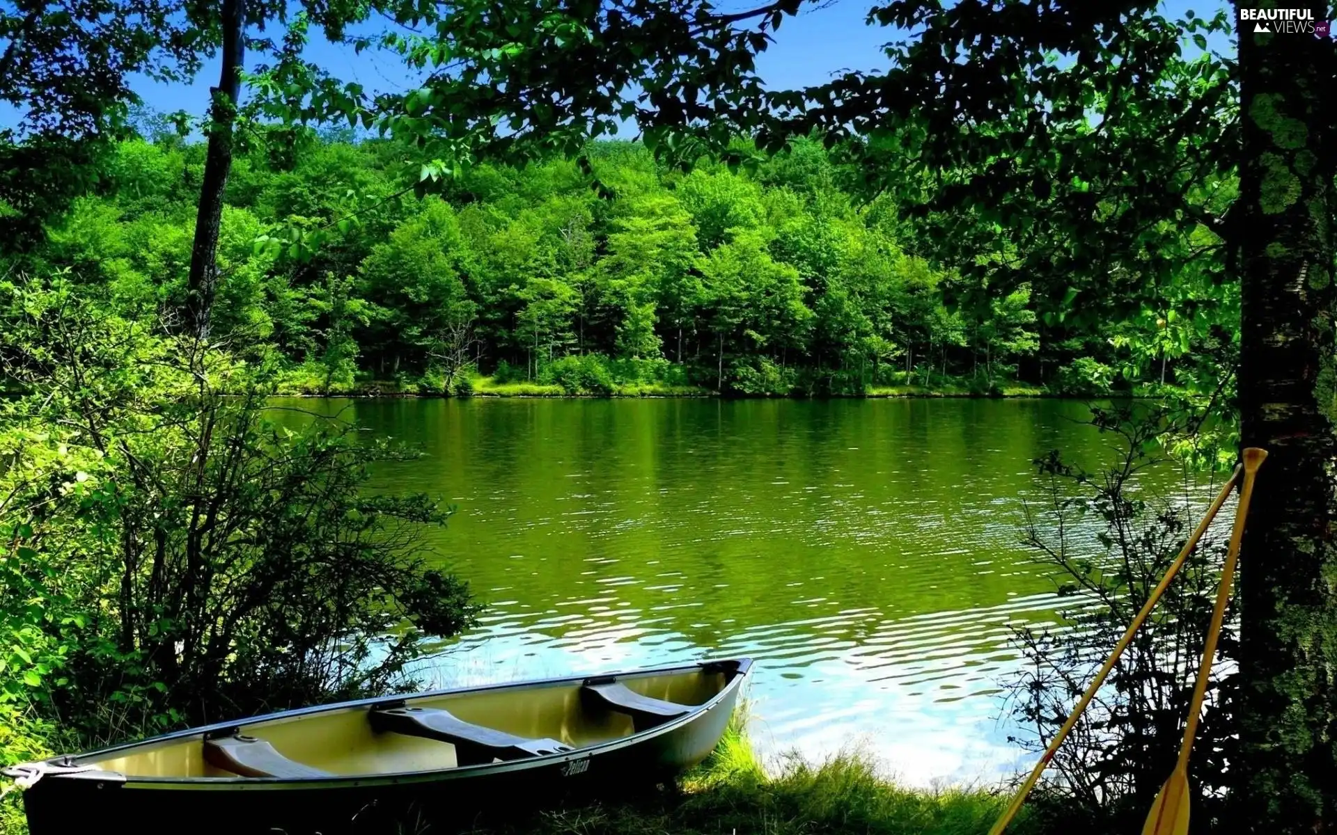 bath-tub, River, forest