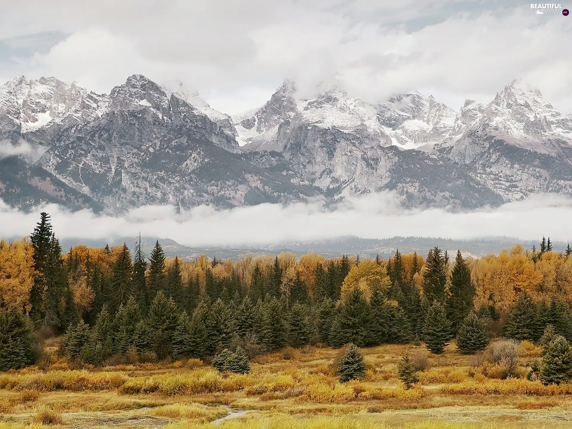 forest, Valley, Mountains, snow, clouds