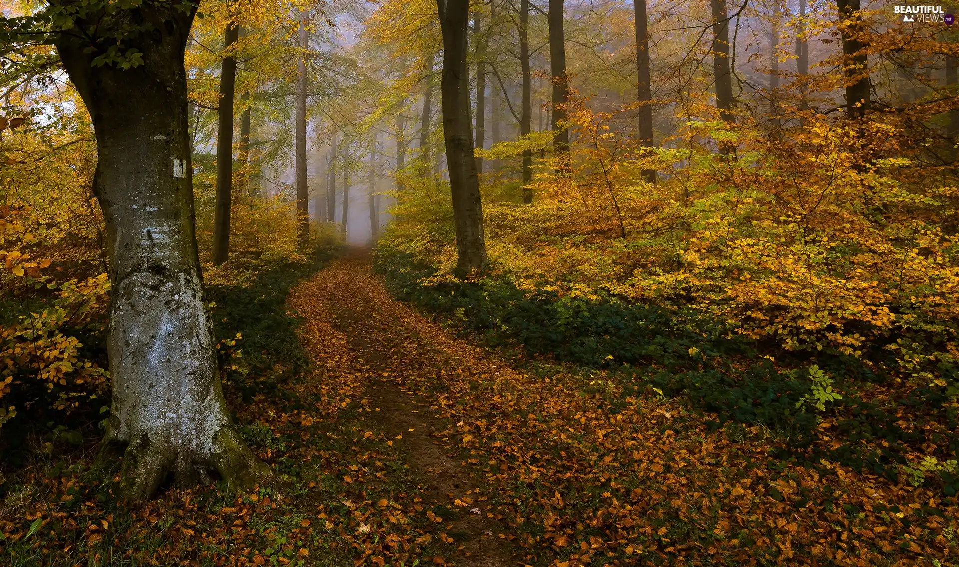 leaved, Fog, viewes, forest, autumn, trees, Way - Beautiful views ...