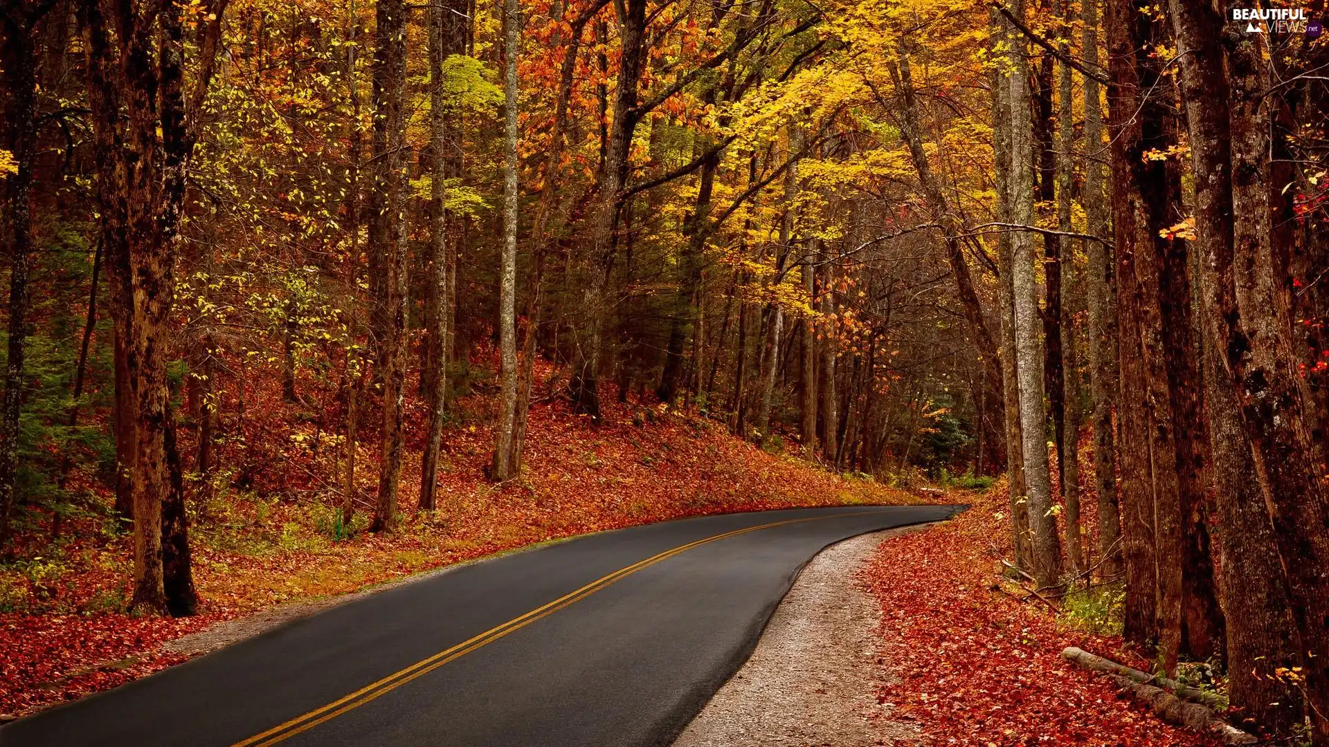 forest, autumn, Way