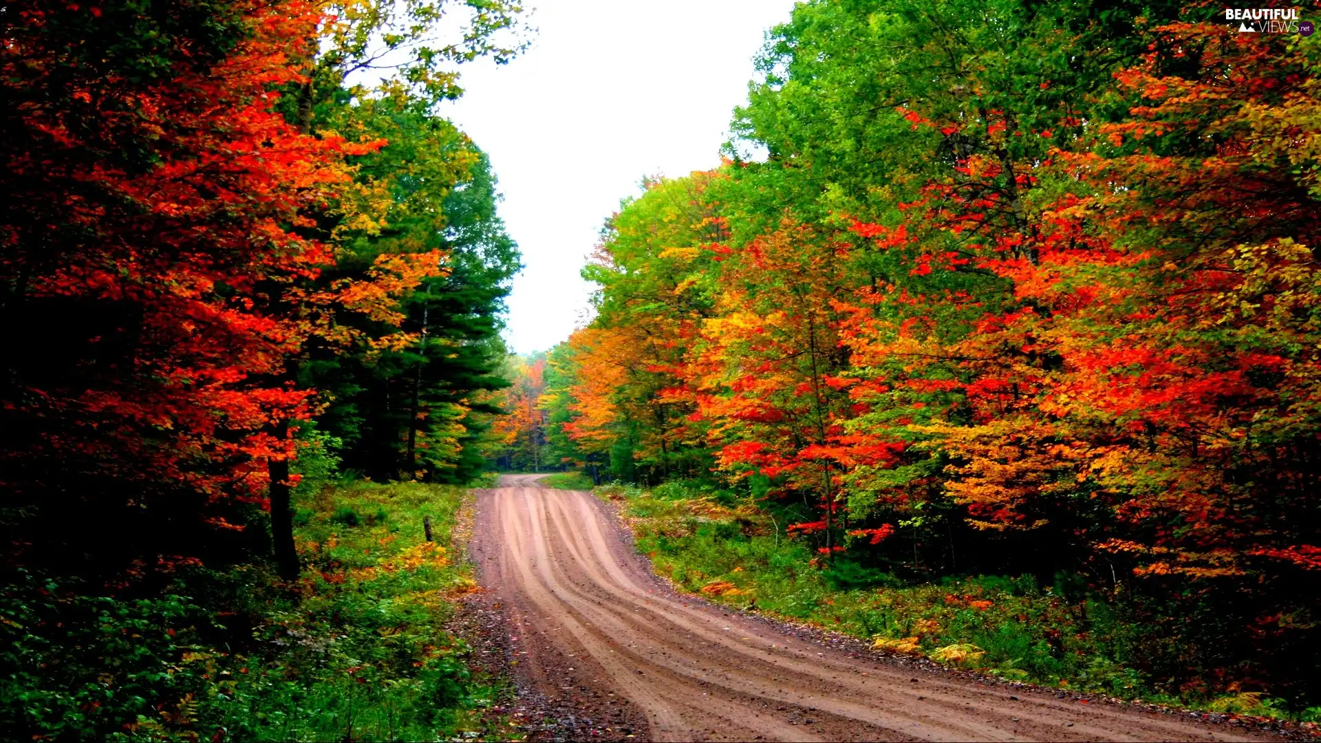 forest, autumn, Way