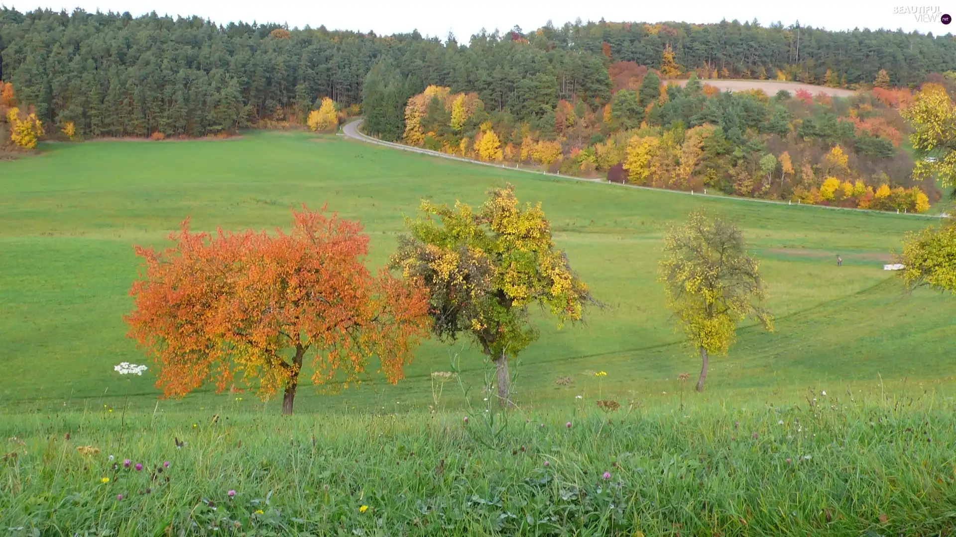 forest, Way, trees, viewes, Meadow