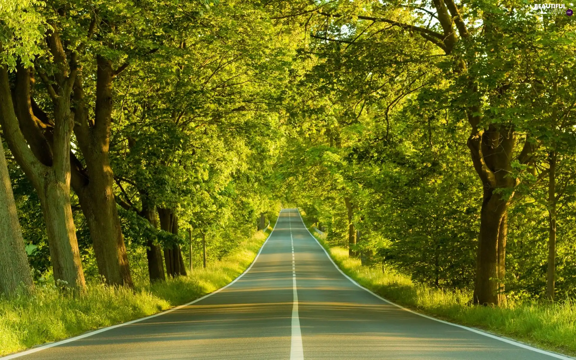 Way, viewes, forest, trees