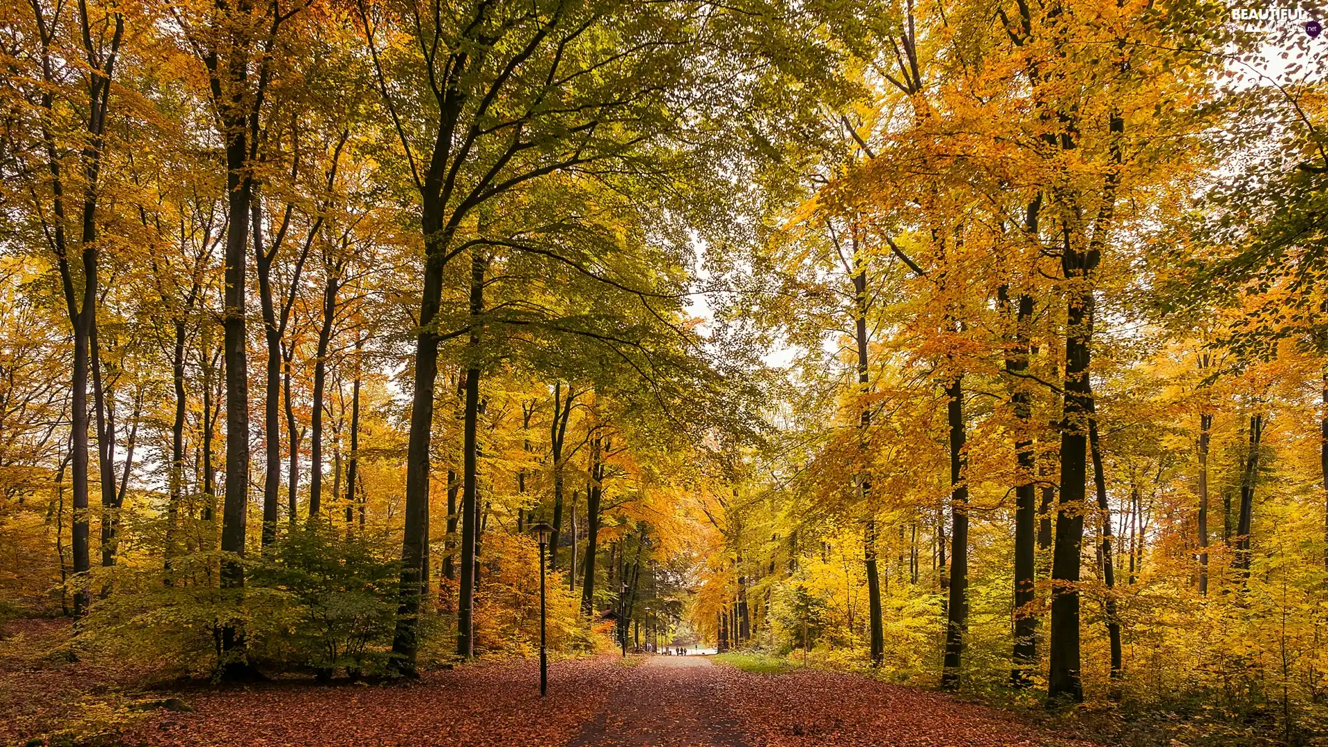 autumn, viewes, Yellow, forest, trees, Way, Leaf