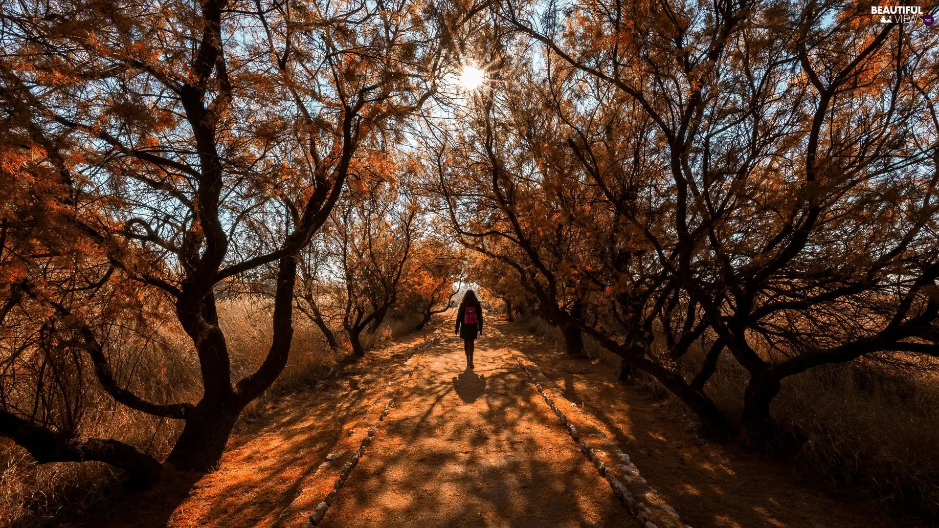 viewes, girl, autumn, trees, Way