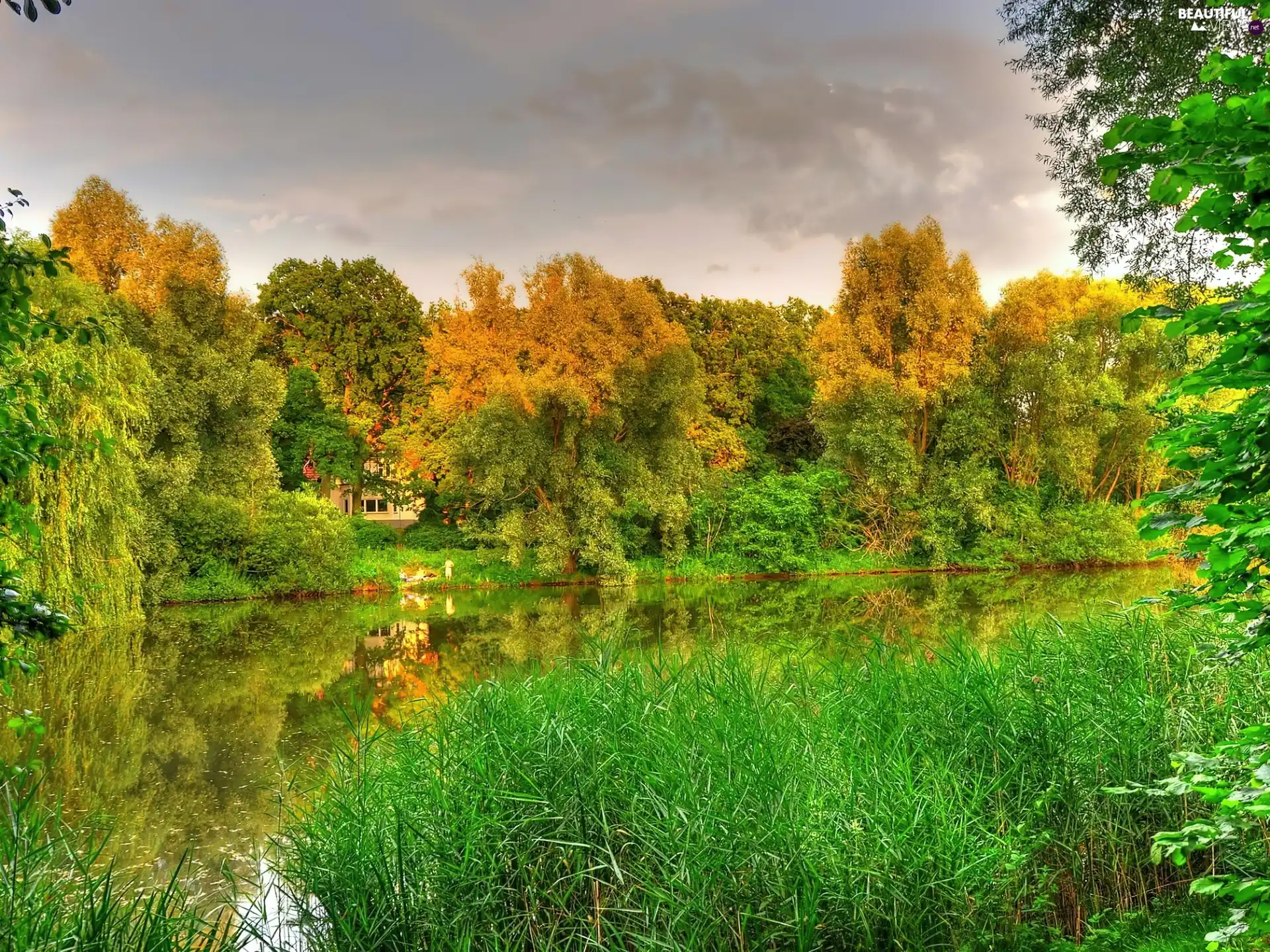 autumn, lake, grass, forest