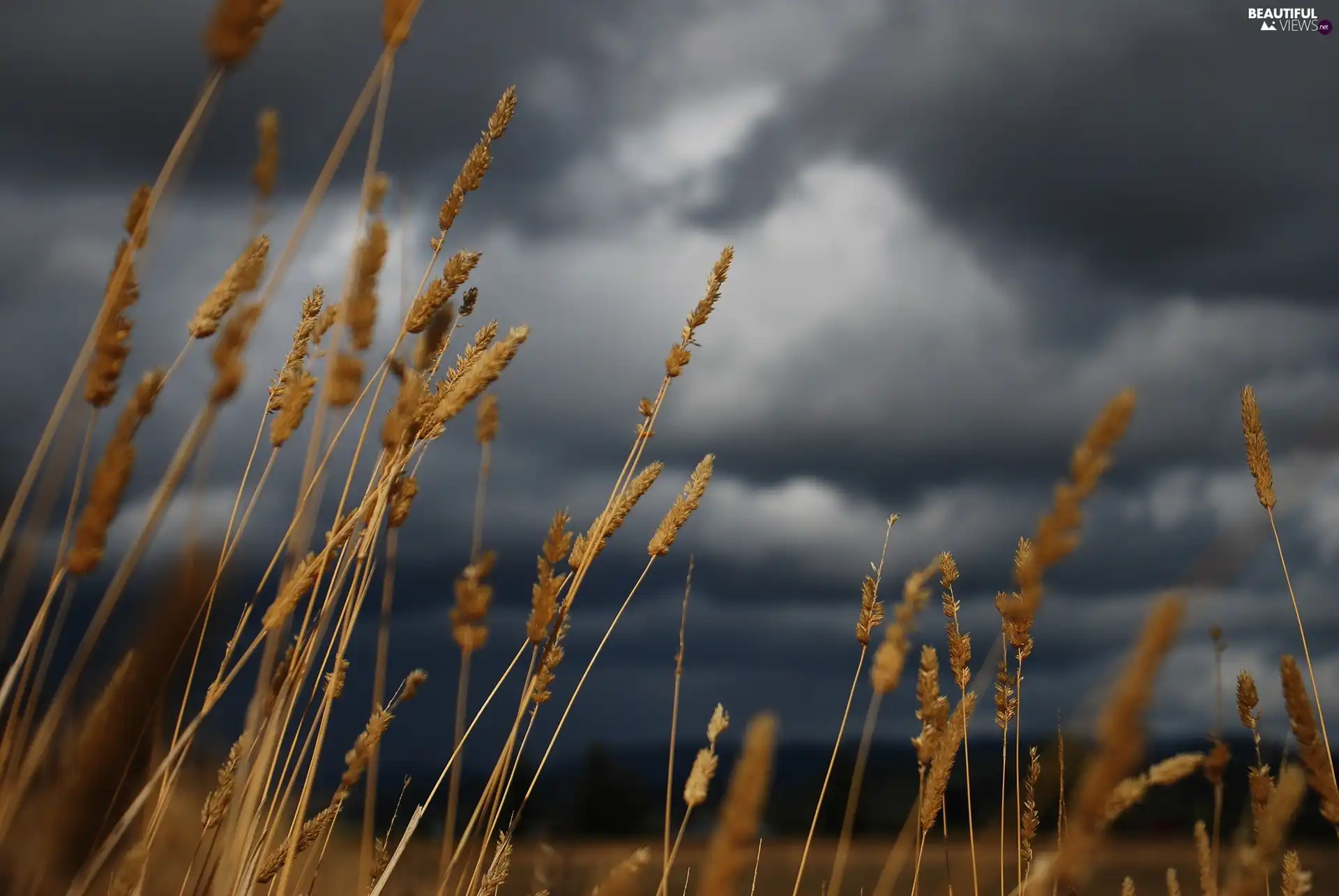 clouds, grass