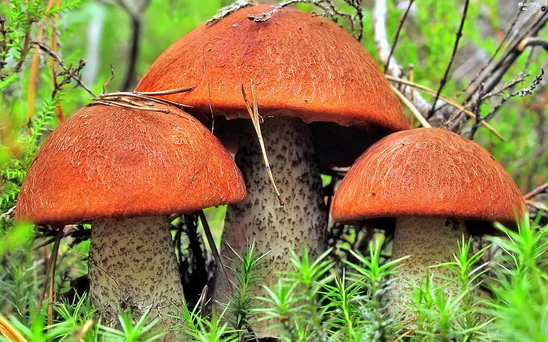 grass, mushrooms, forest