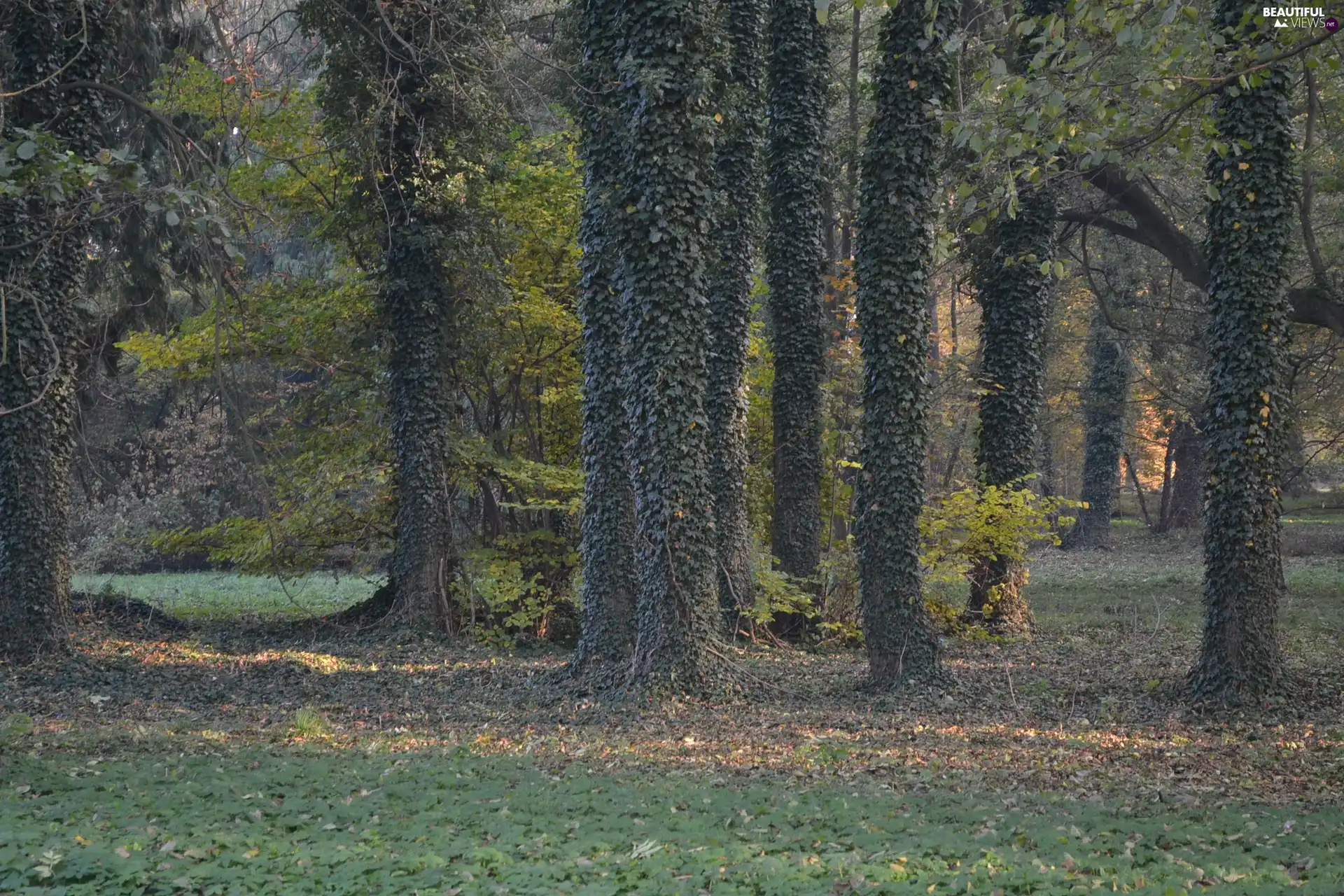 Wooded, trees, grass, Leaf, ivy, viewes