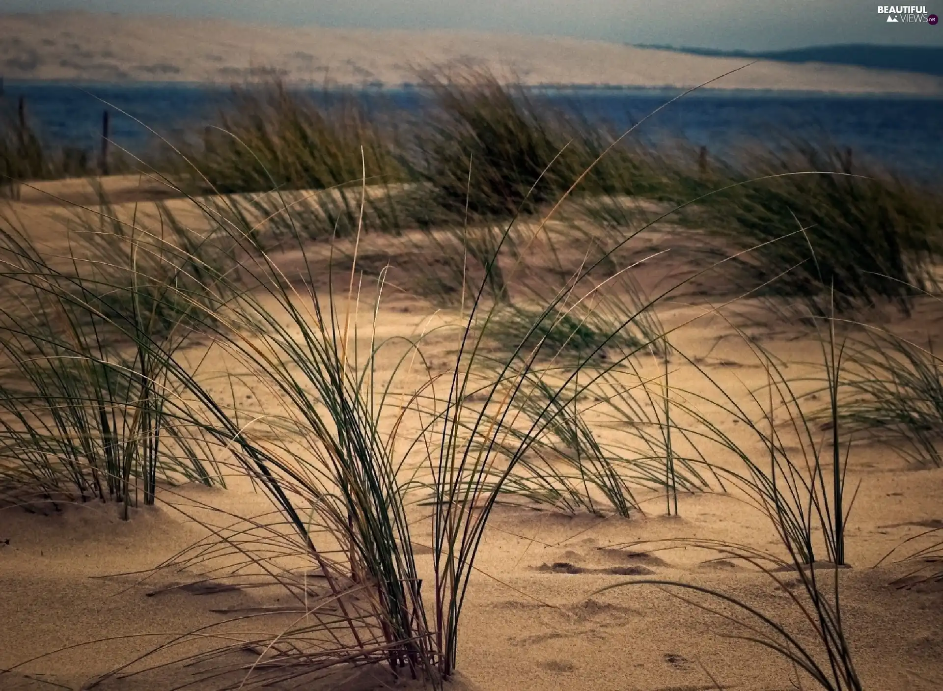 grass, Dunes, maritime