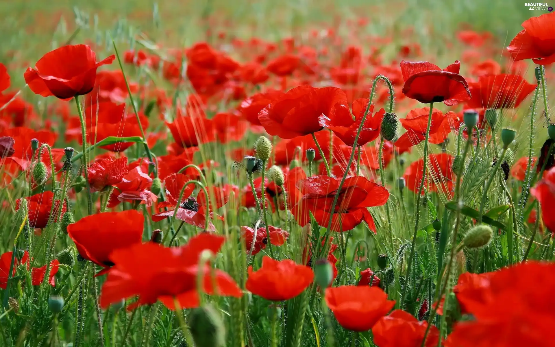 grass, papavers, Meadow