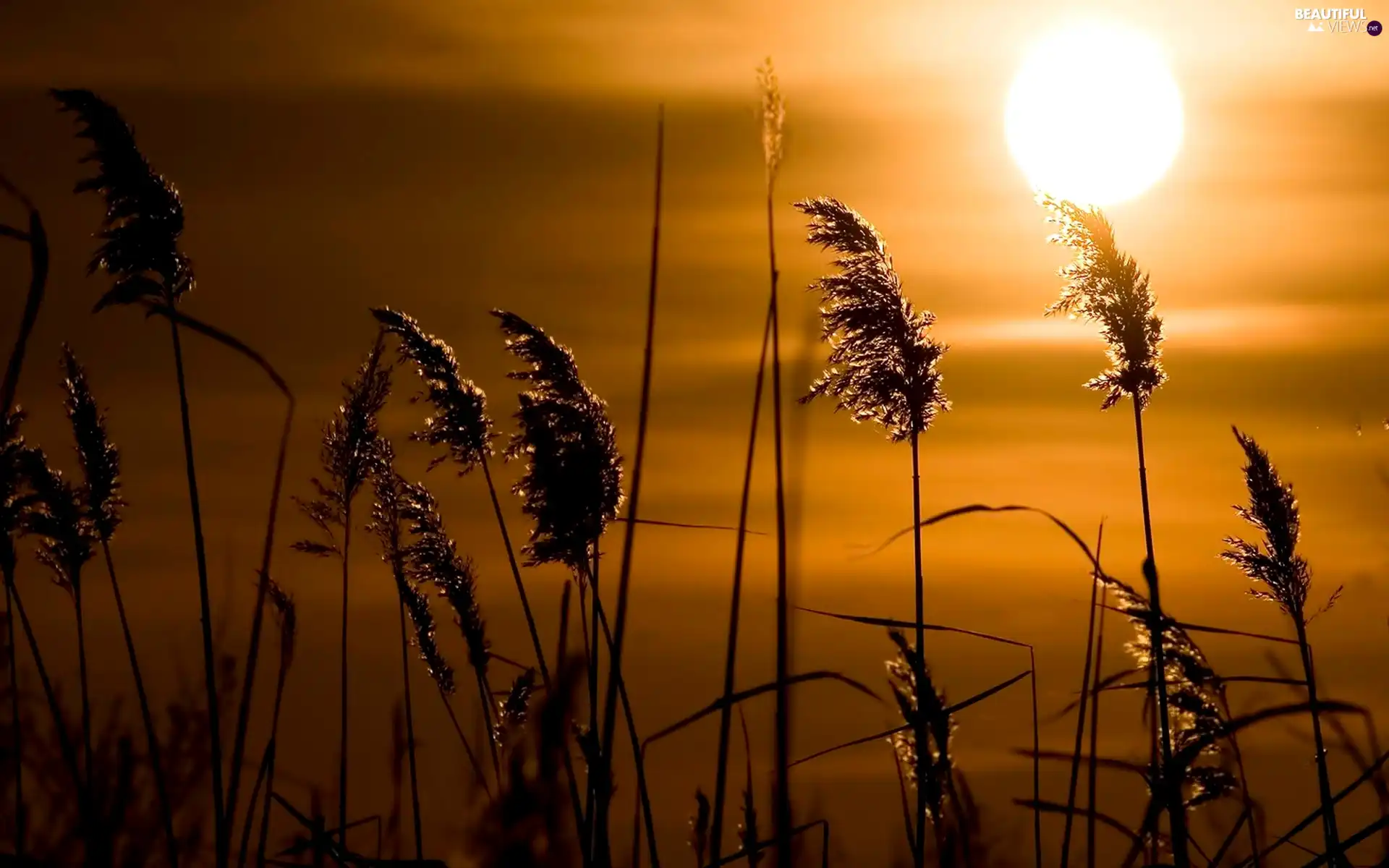 grass, sun, rays