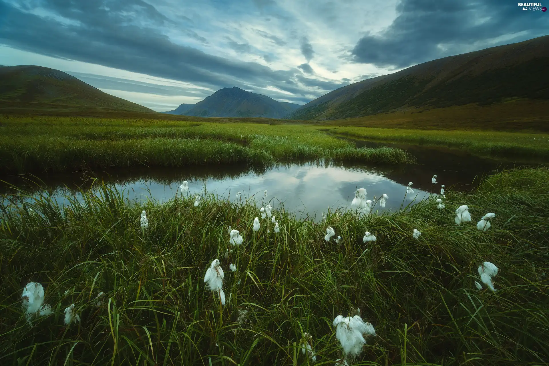 White, Mountains, Flowers, grass, Plants, River