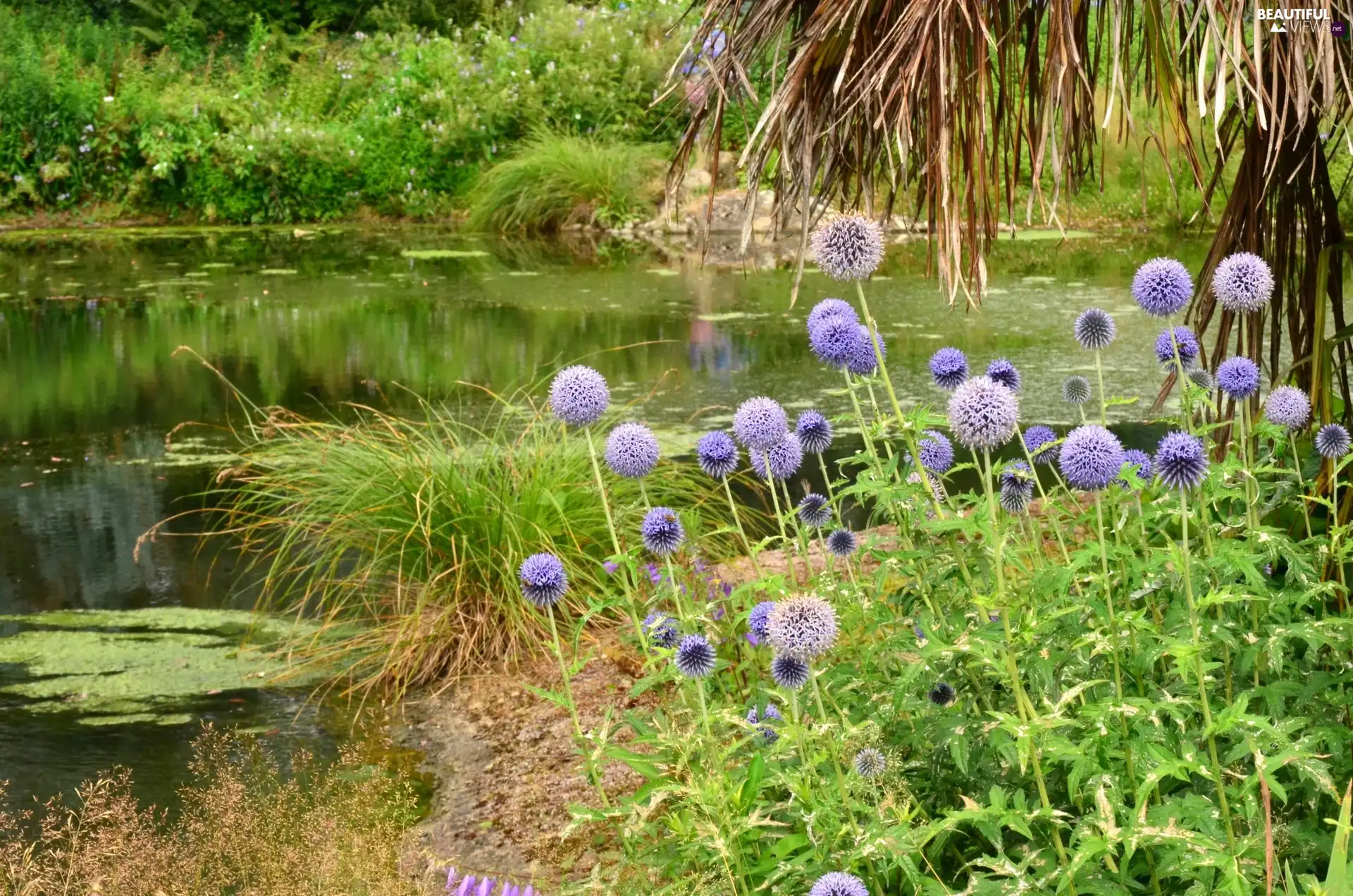 River, Thistles, grass, Bush