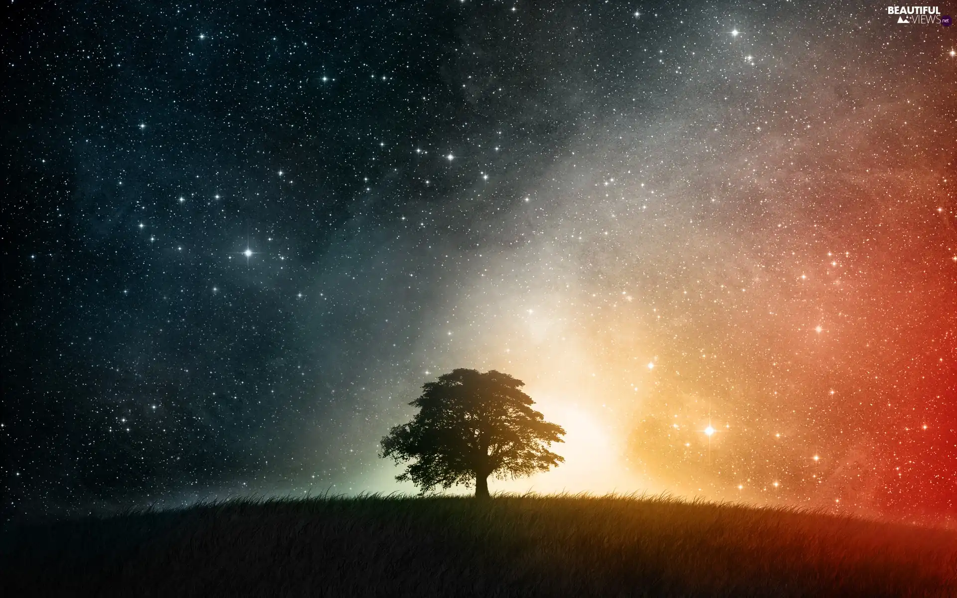 millions, dark, grass, sapling, Stars, Sky