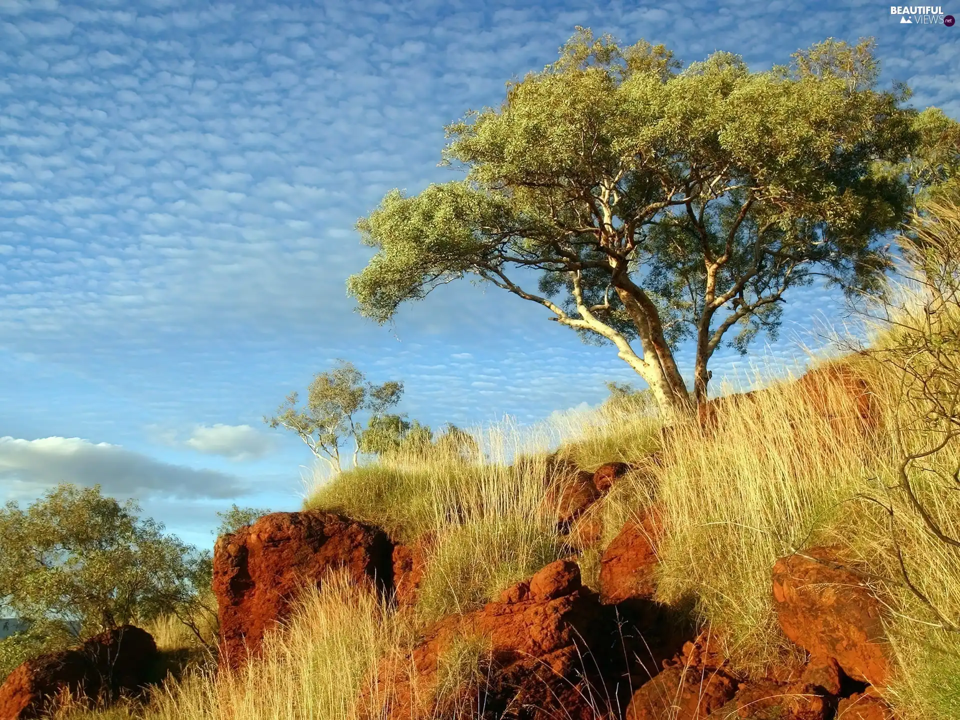 scarp, high, grass, trees