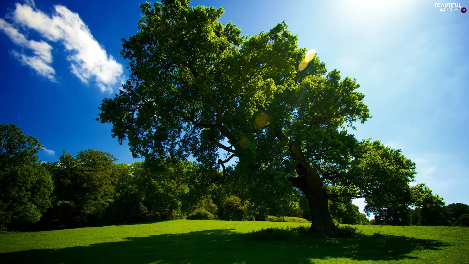 grass, trees, Sky