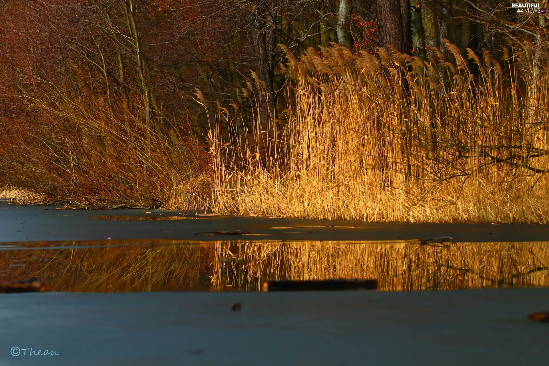 grass, lake, viewes, early spring, trees, melting