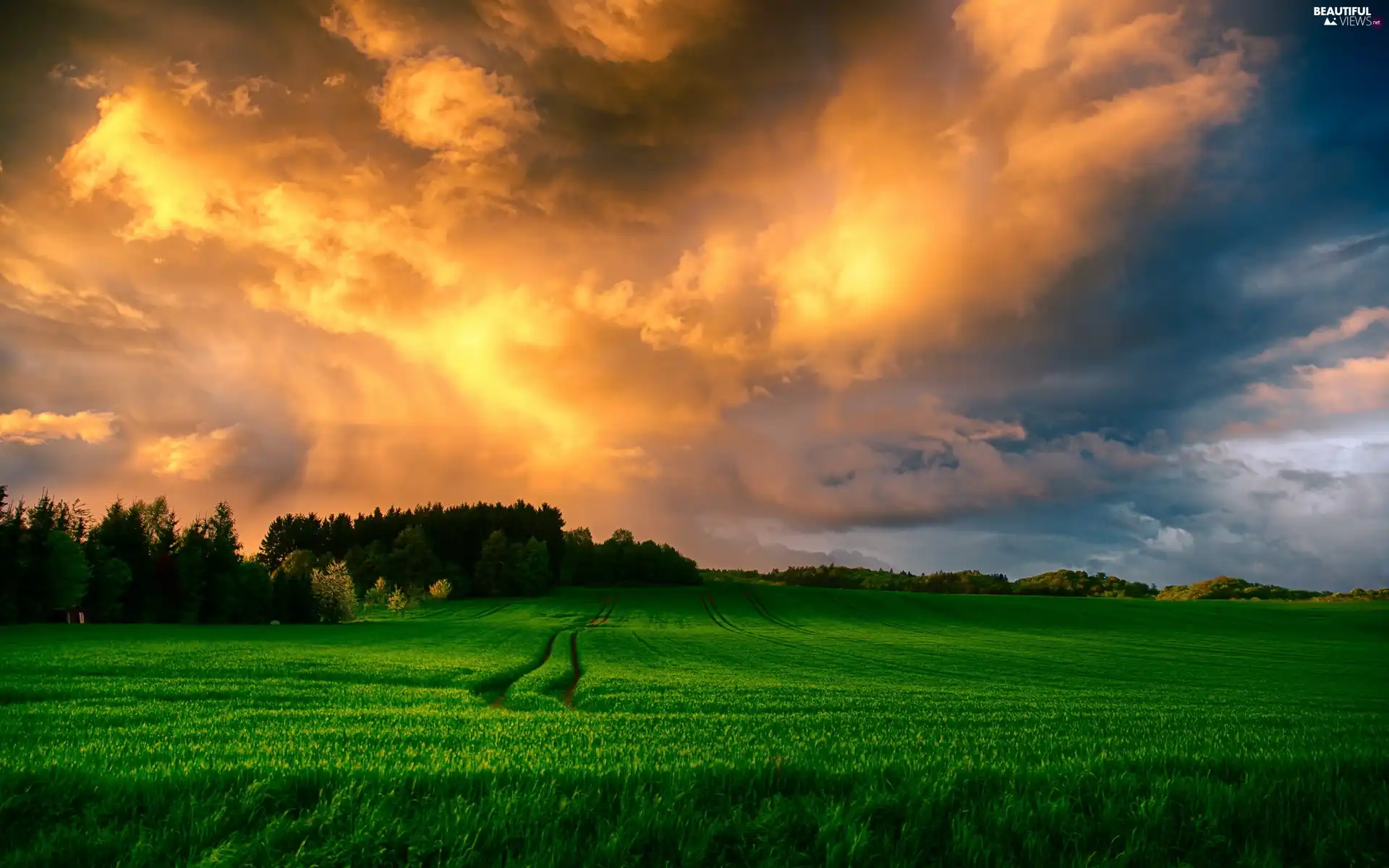 west, field, grass, sun