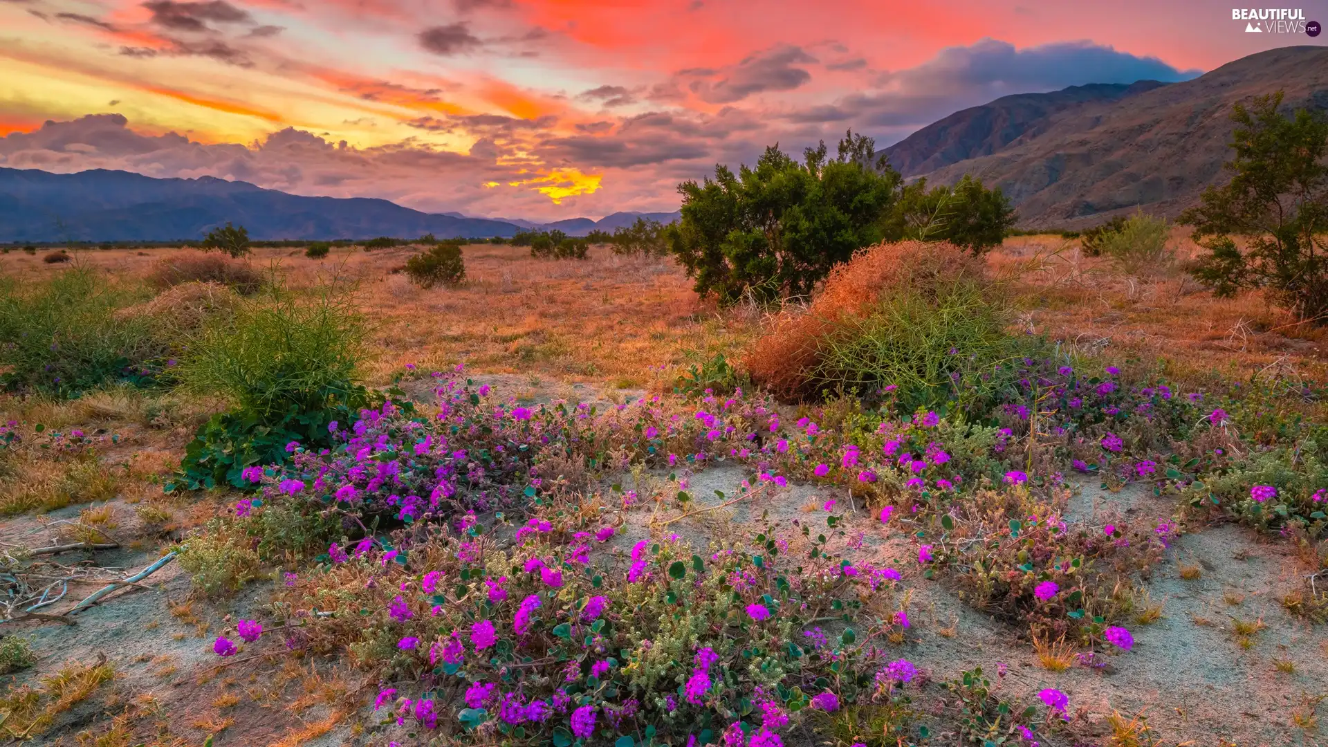 Bush, Mountains, clouds, Great Sunsets, Flowers, plain