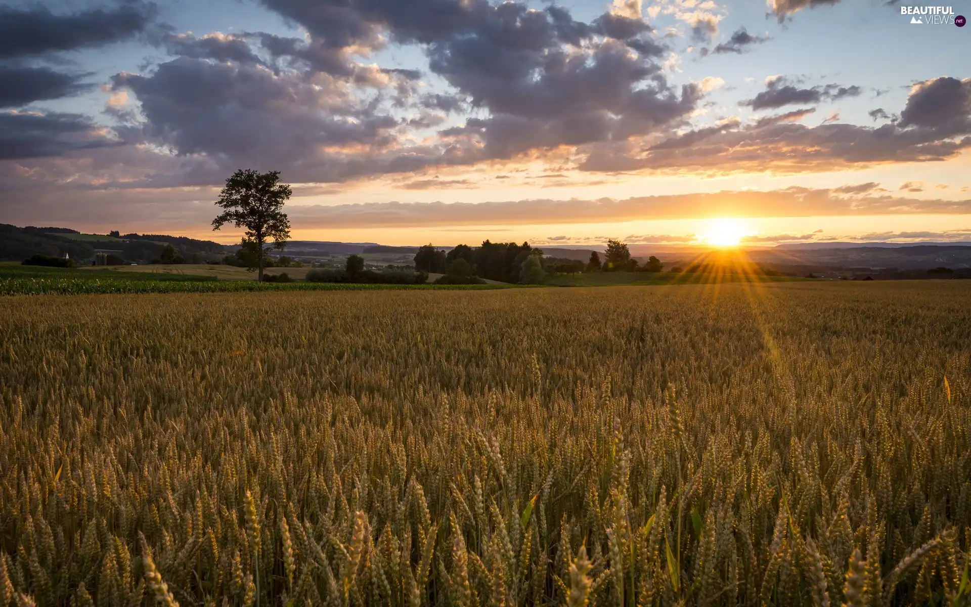 clouds, Field, Great Sunsets