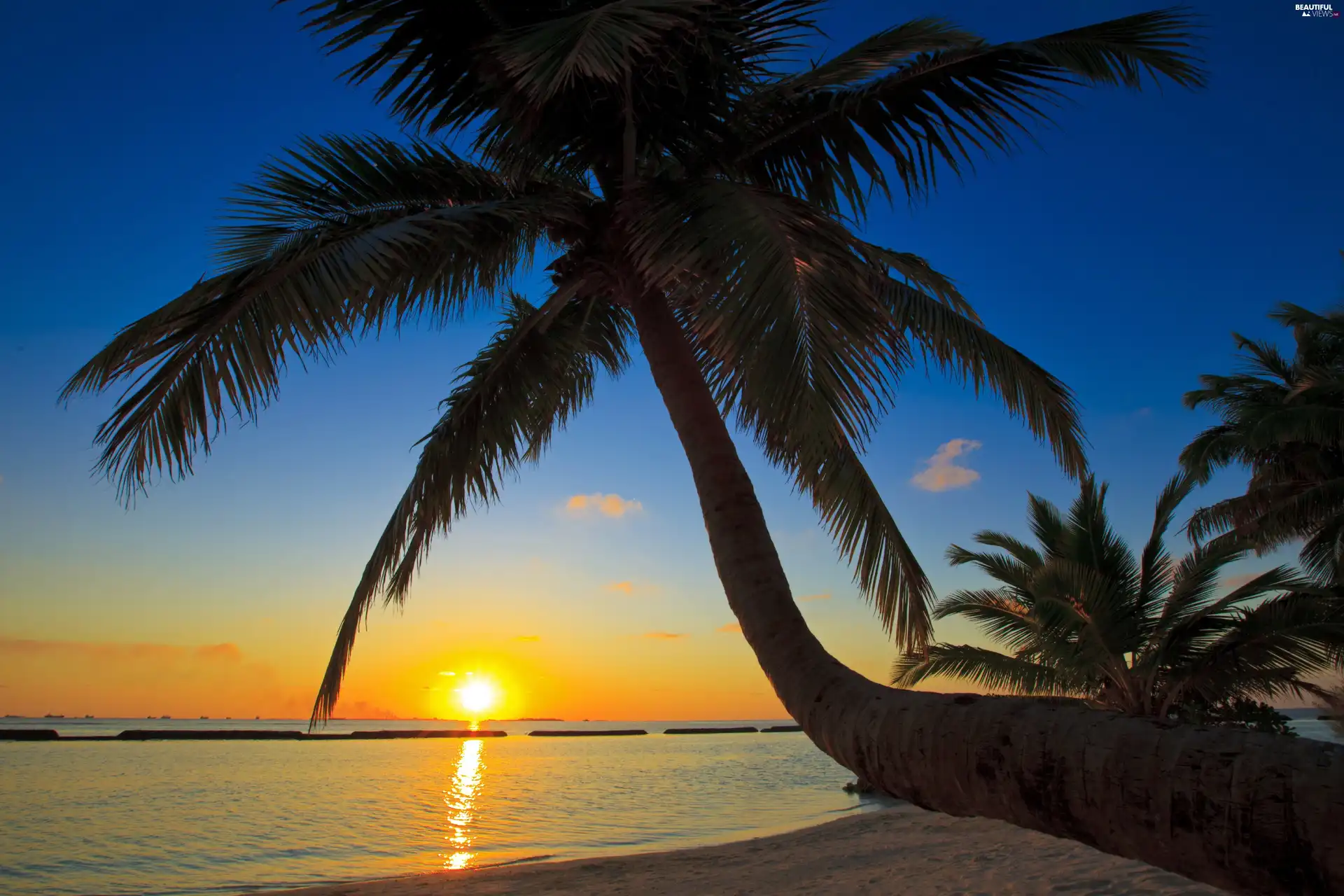 Palms, sea, Great Sunsets