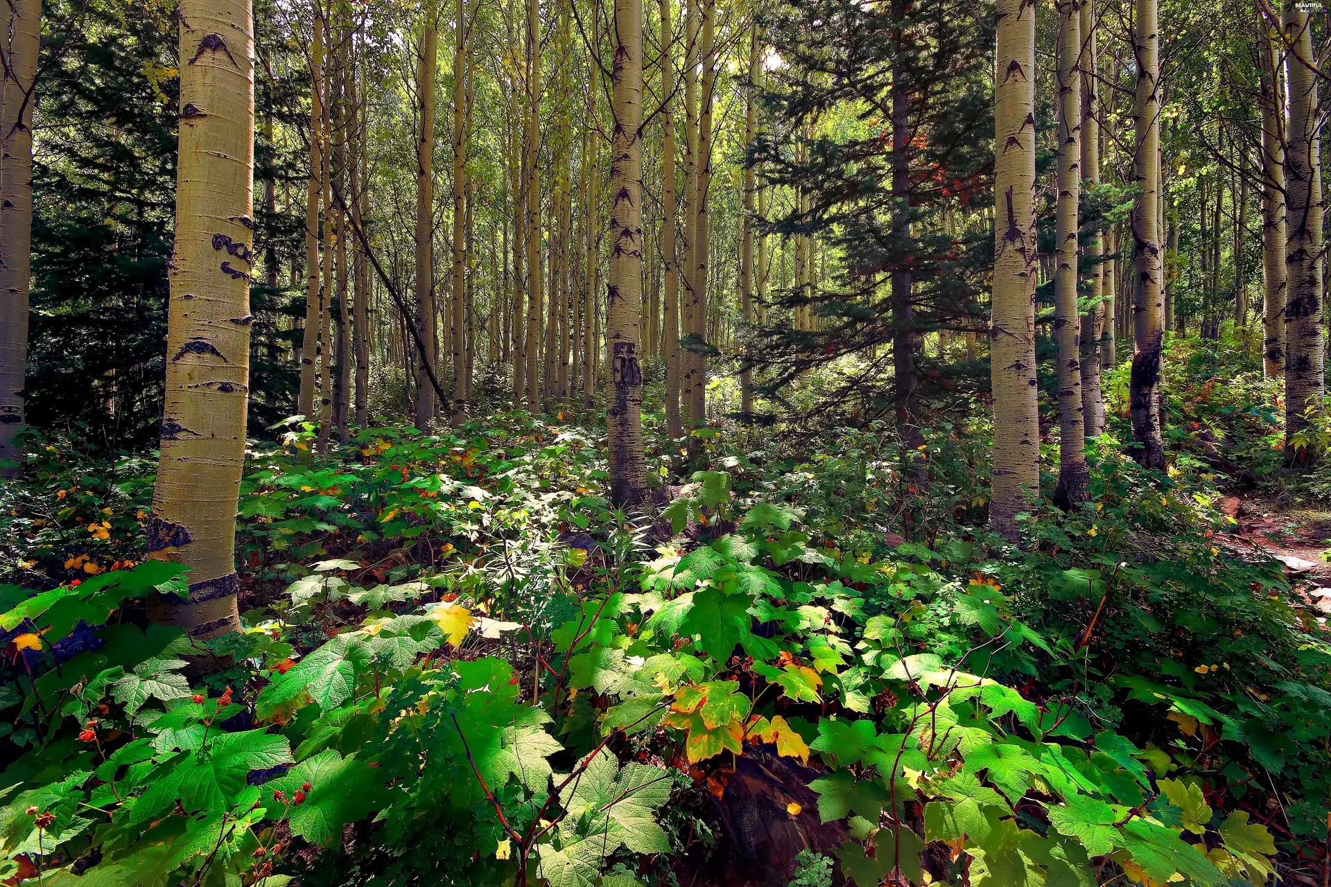 forest, green