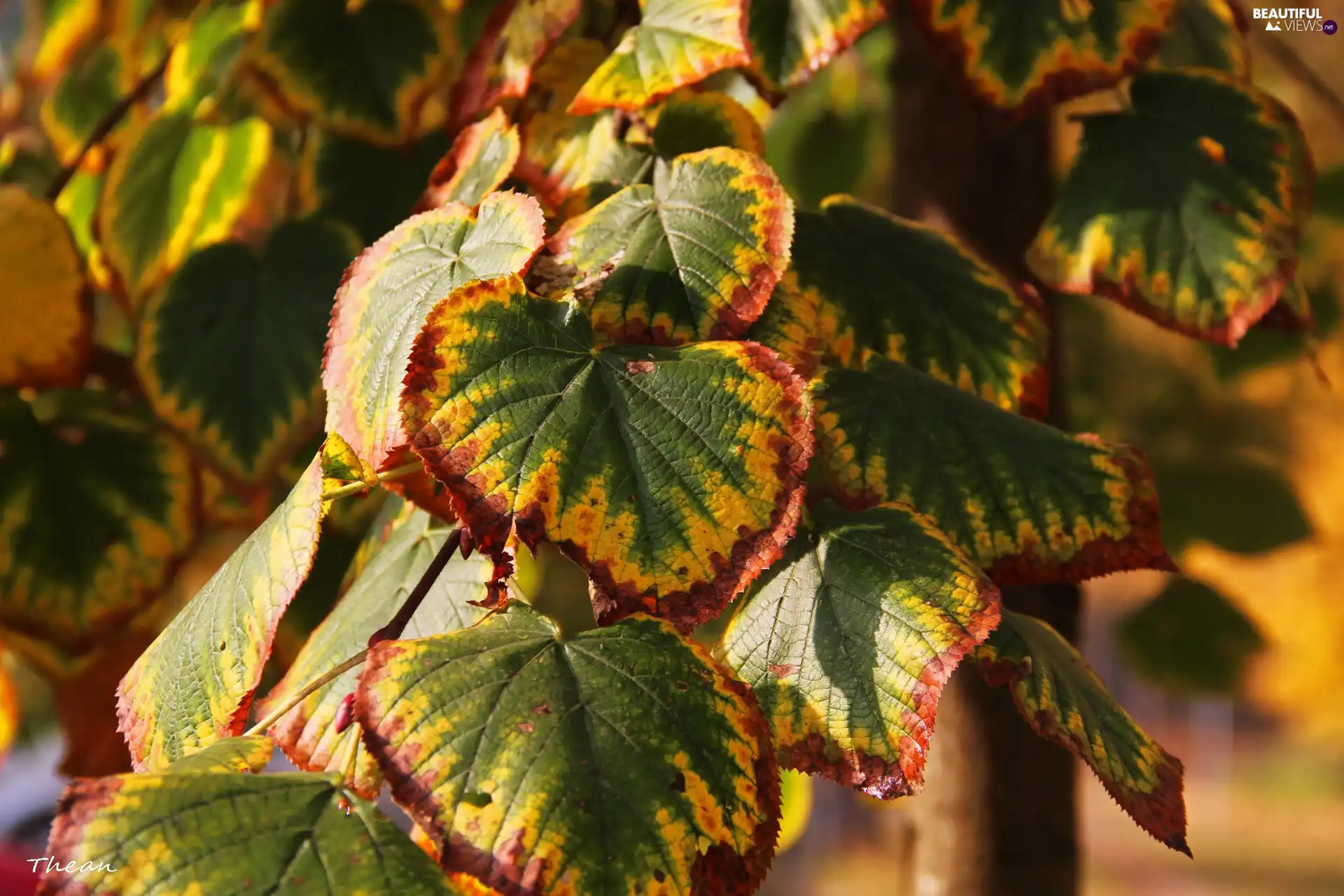 Leaf, yellow, green ones