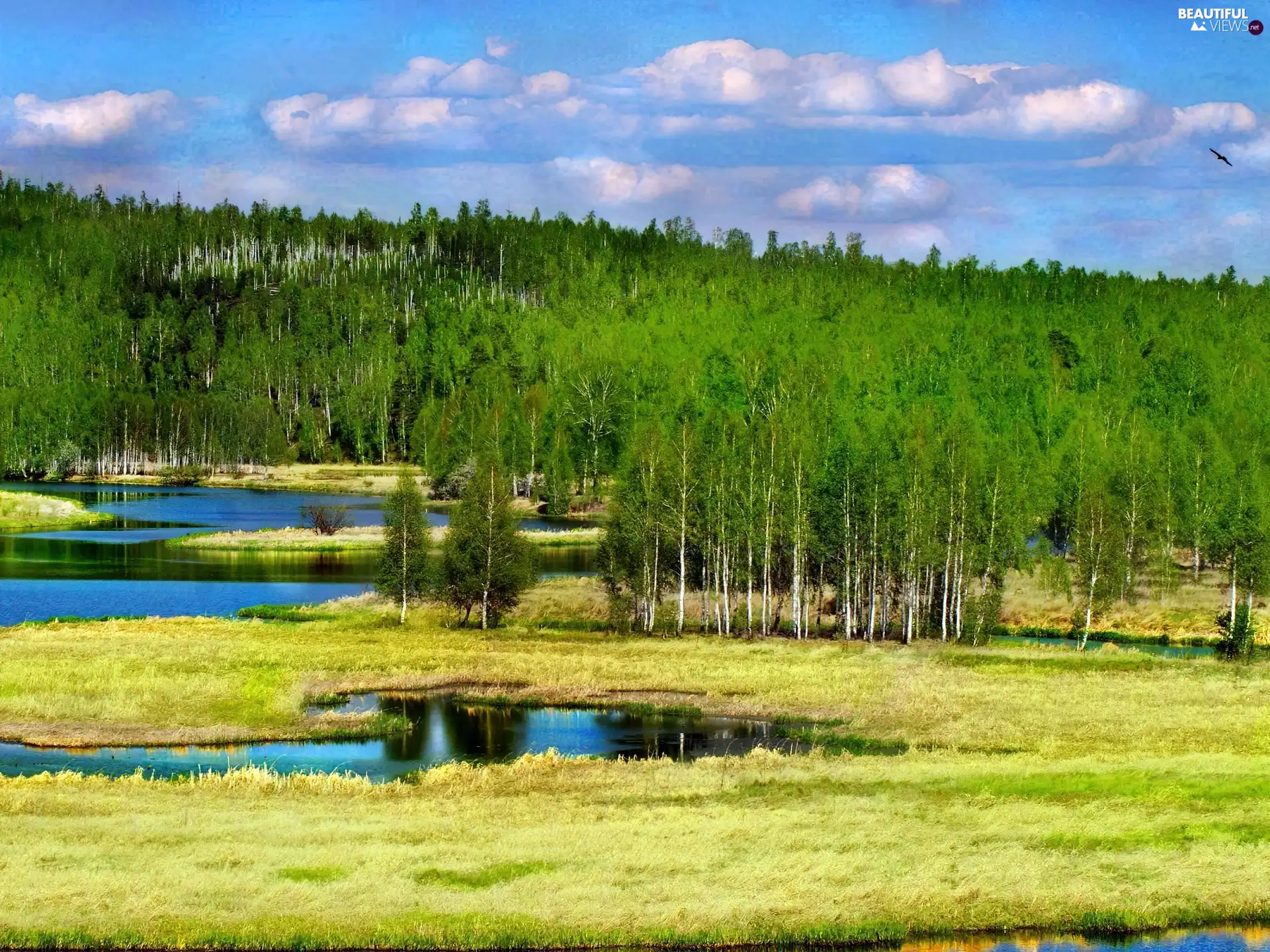 green, forest, pool