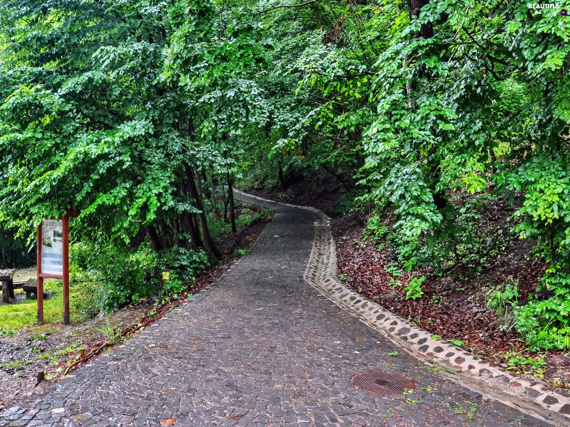 green, forest, Way