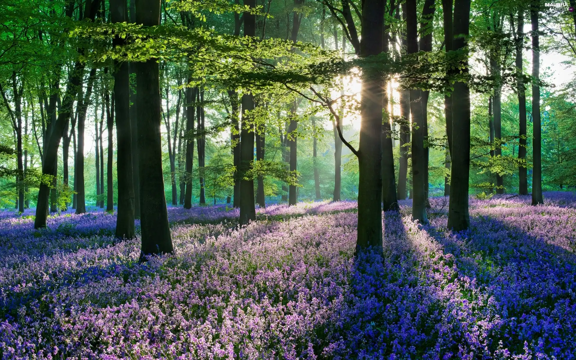 forest, viewes, heathers, trees