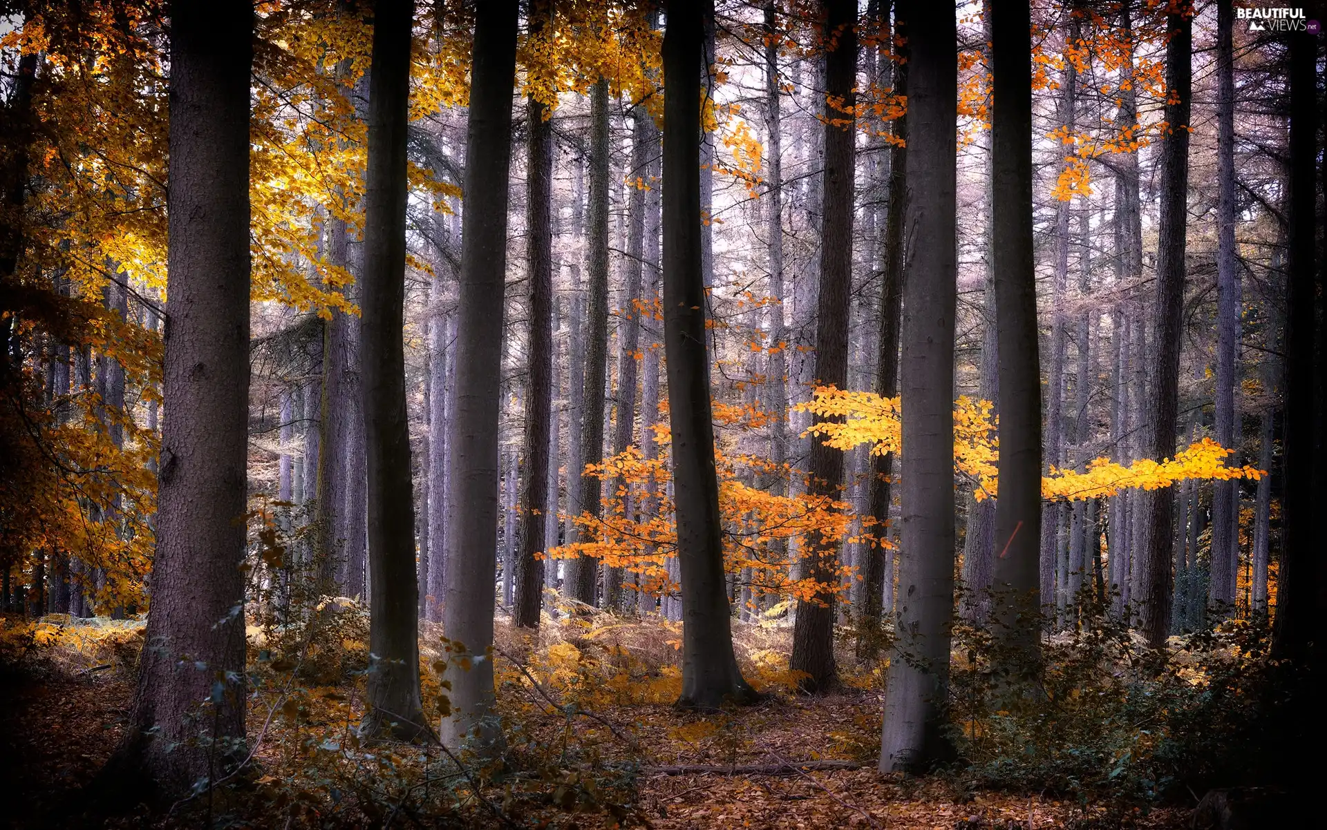 trees, autumn, Leaf, high, forest, viewes, color