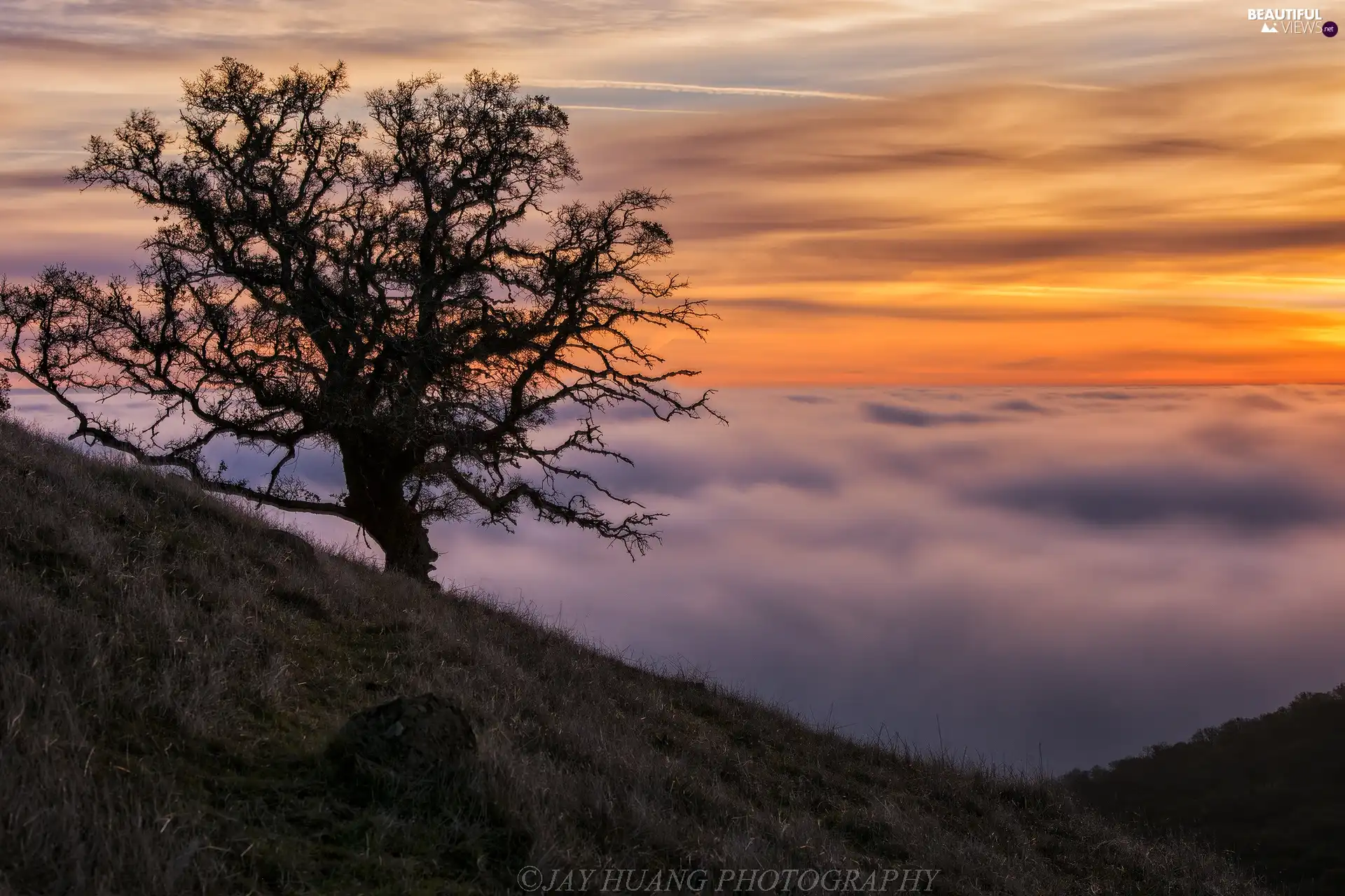 The Hills, Fog, Sunrise, trees