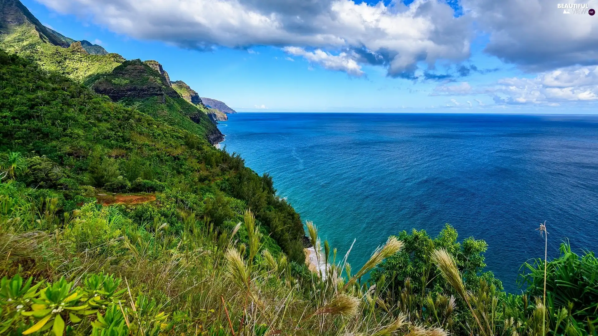 VEGETATION, sea, The Hills