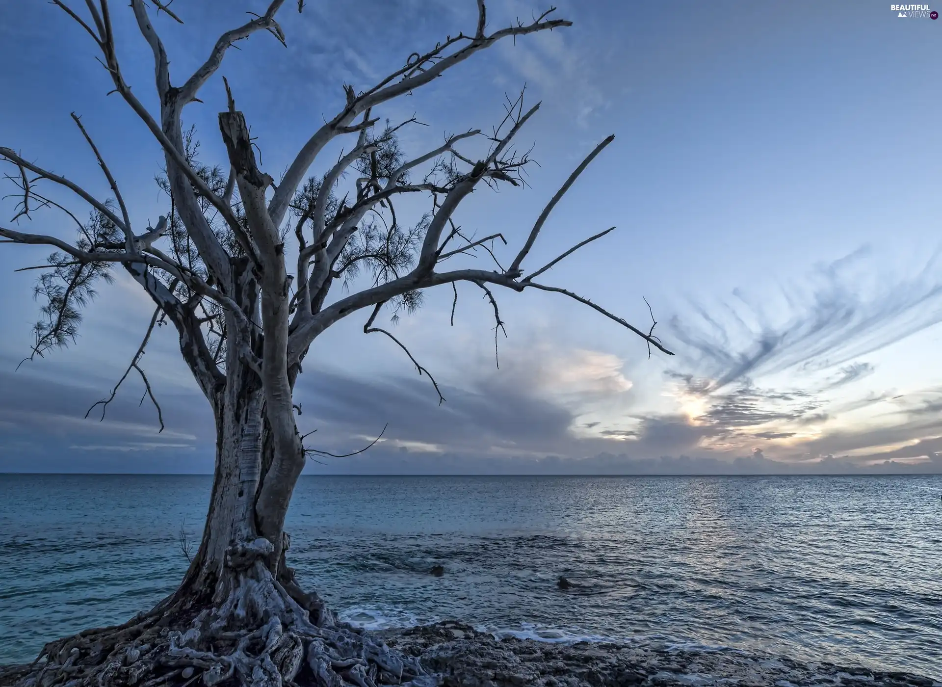 horizon, sea, trees