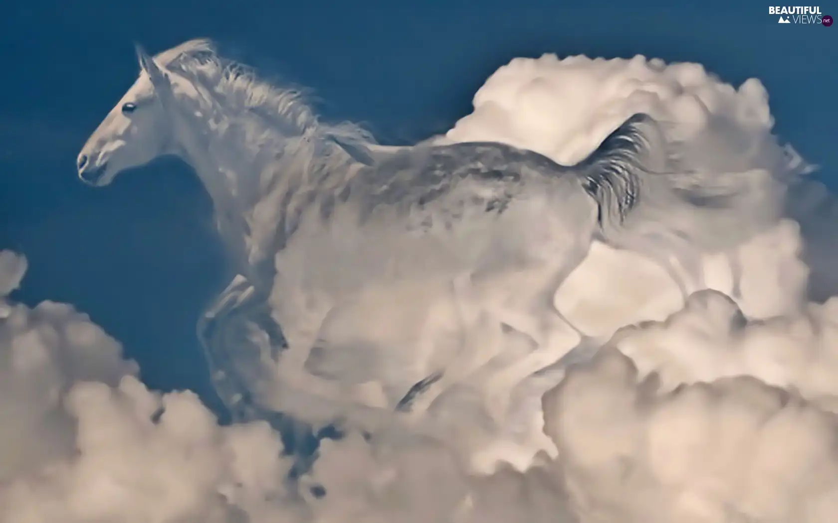 Horse, clouds, White