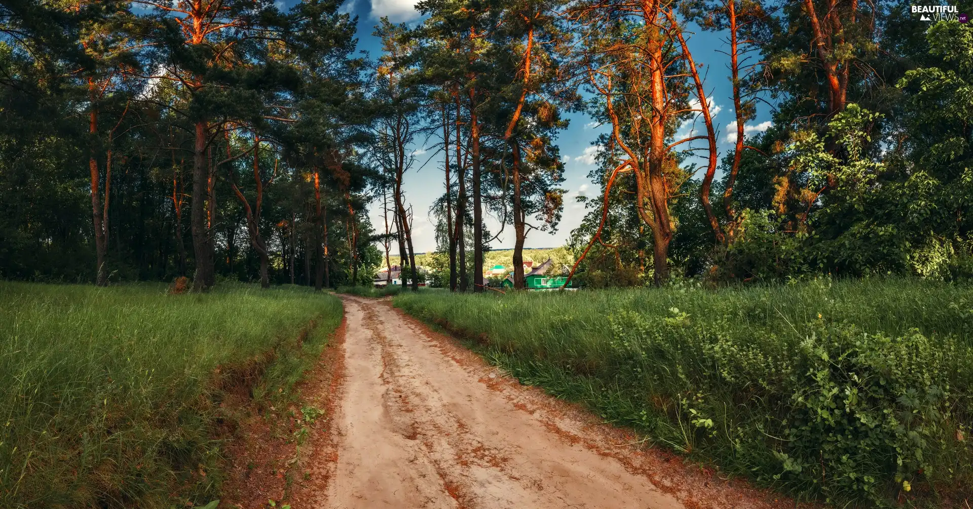 trees, Sandy, forest, Houses, viewes, Way