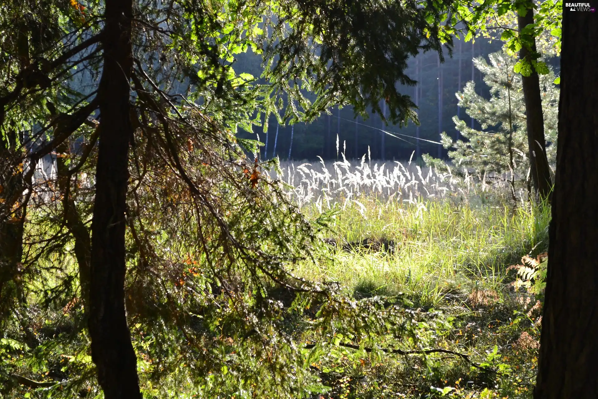 car in the meadow, forest, thread, spider, grass, illuminated