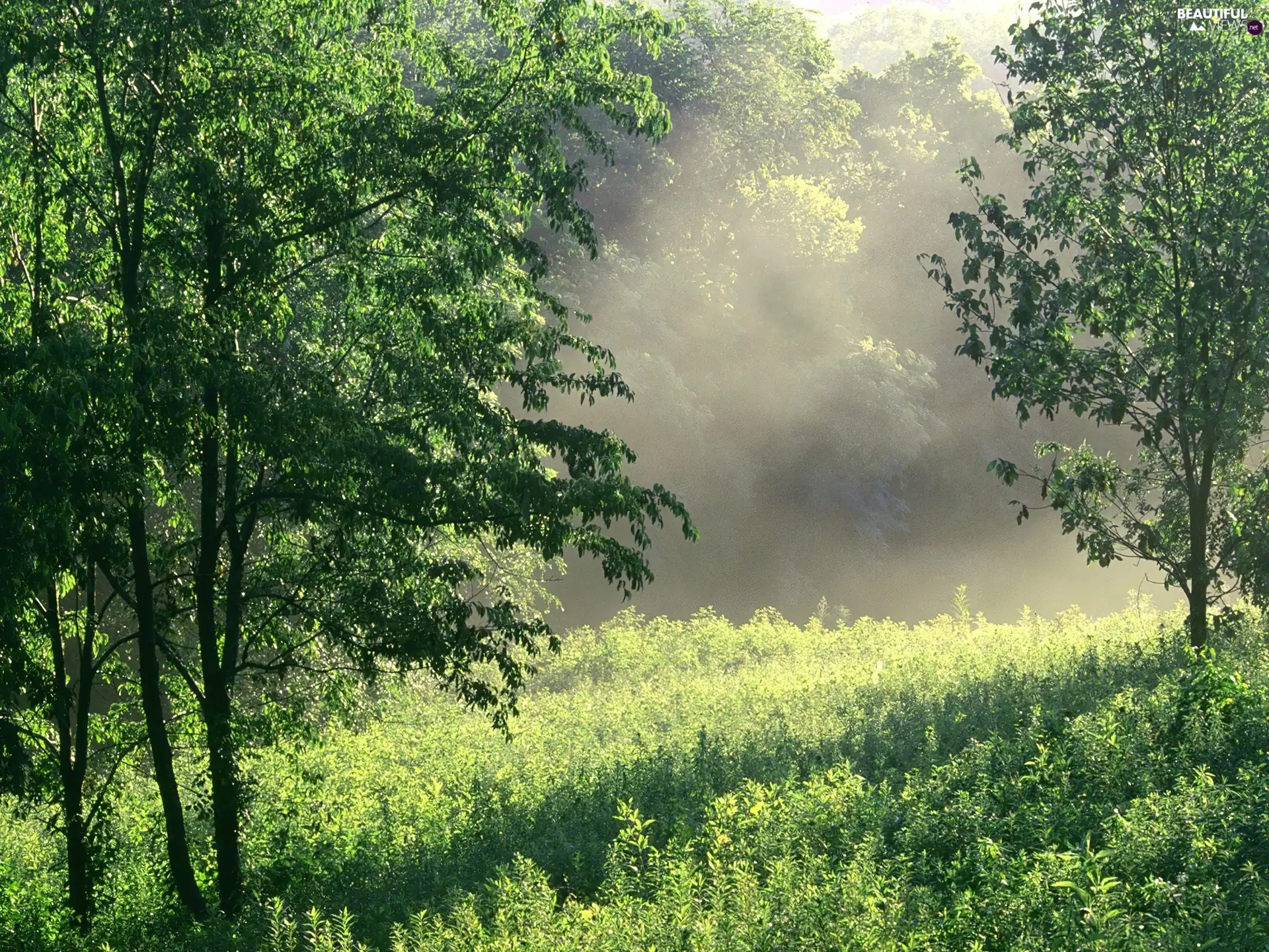 Bush, trees, rays, viewes, green ones, incident, sunny